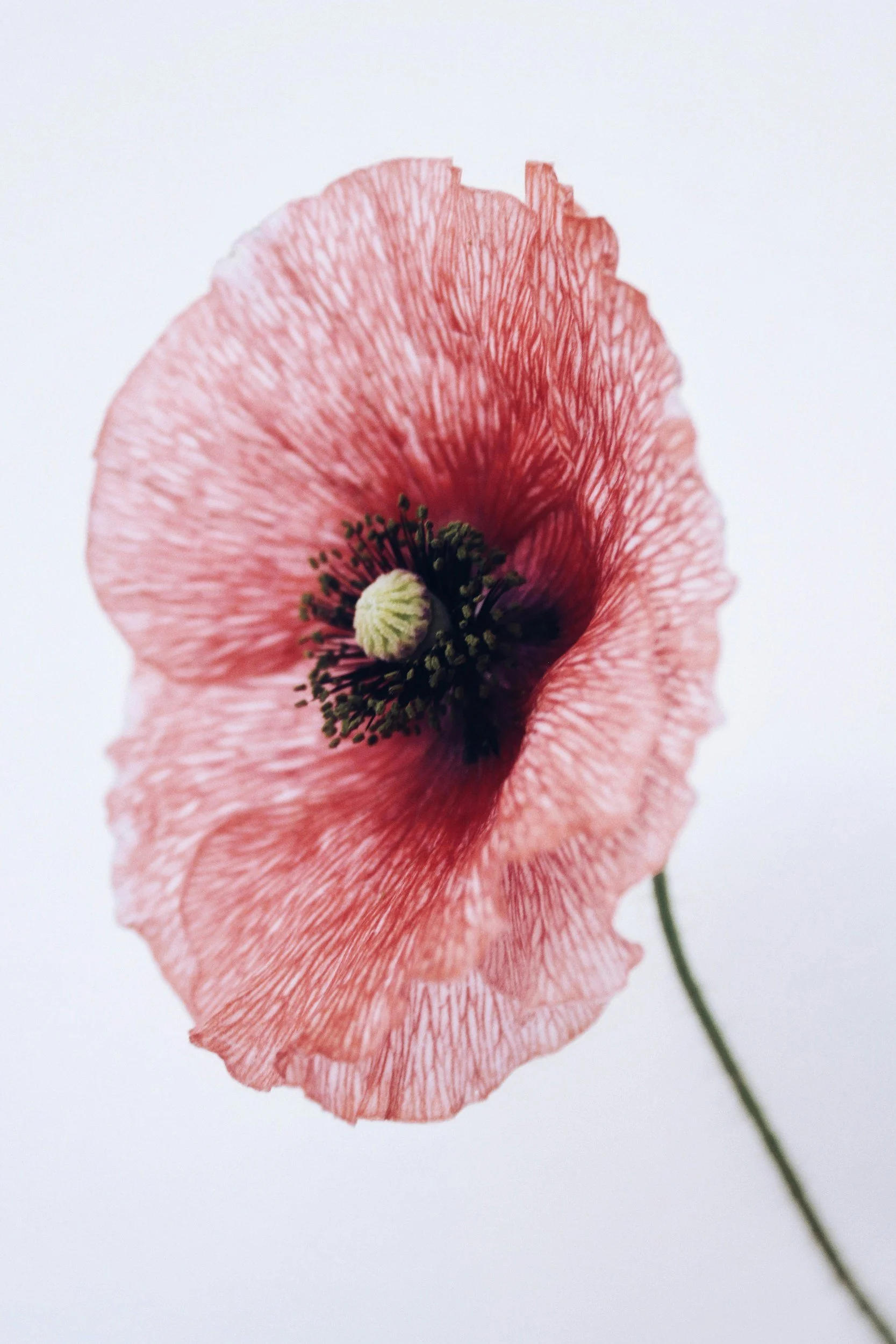 Close-up of a pink poppy flower with delicate petals and dark center against a white background.