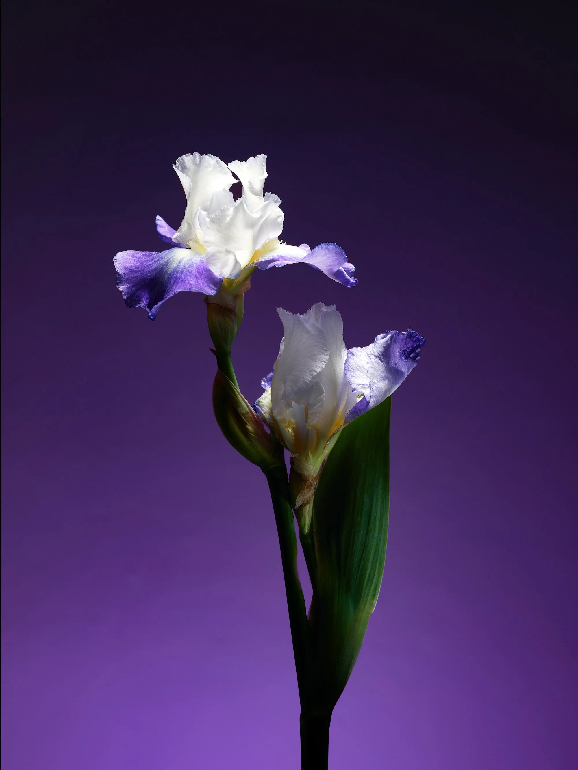 sholayide-violet-iris-flower.jpg