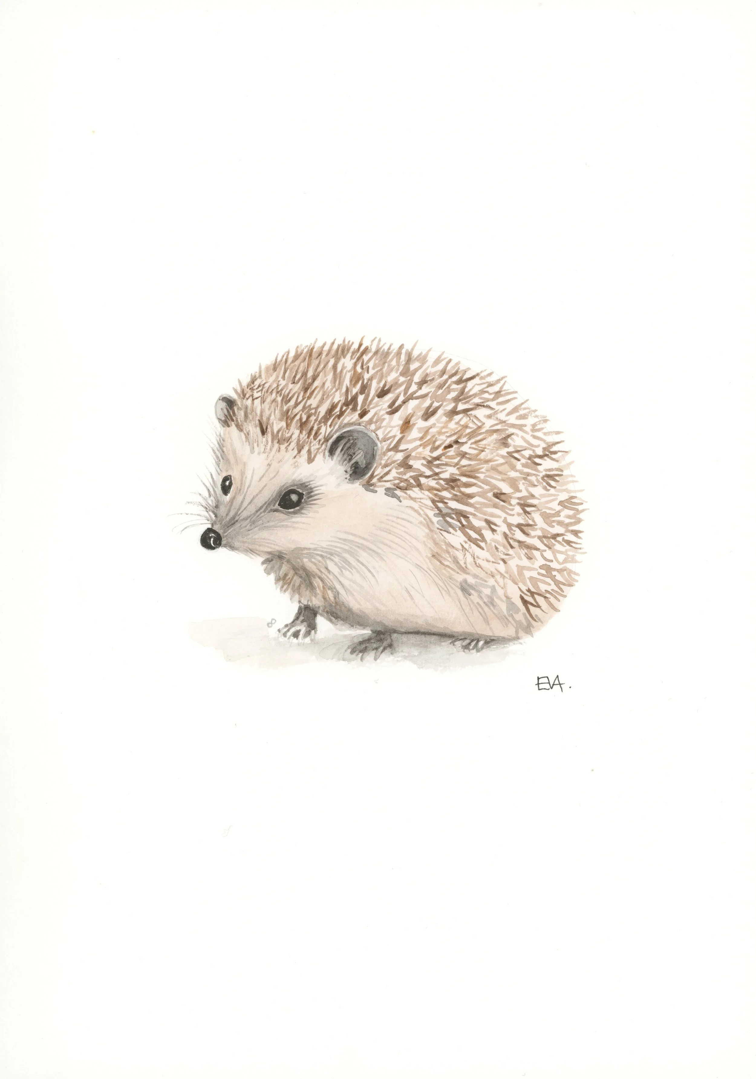 Hedgehog.jpg