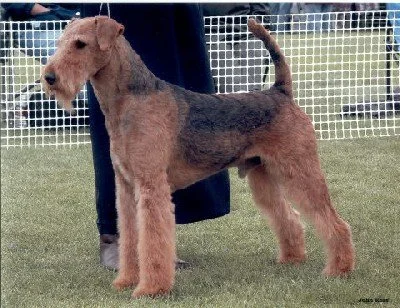 Winter 2006 Alberta Kennel Club.