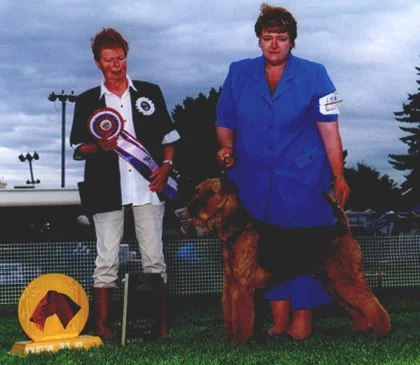 Ch. Terydale HK King of Indus winning the Calgary Airedale Booster.