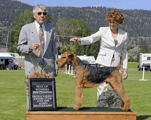 Can. Ch. Rossignol's Gabriel