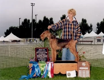 In August 2002 Harry was honoured to win both the Alberta All Terrier Specialty and the Airedale Terrier Club of Canada National Floating Specialty.