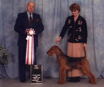 This photo was taken on March 3, 2002, when Just Mad About Harry won the Best in Show award at the Calgary, Alberta, Dog Show.  Judge and well-known Airedale breeder Dr. Everett Mincey commented on the exceptional reach and drive of this dog.