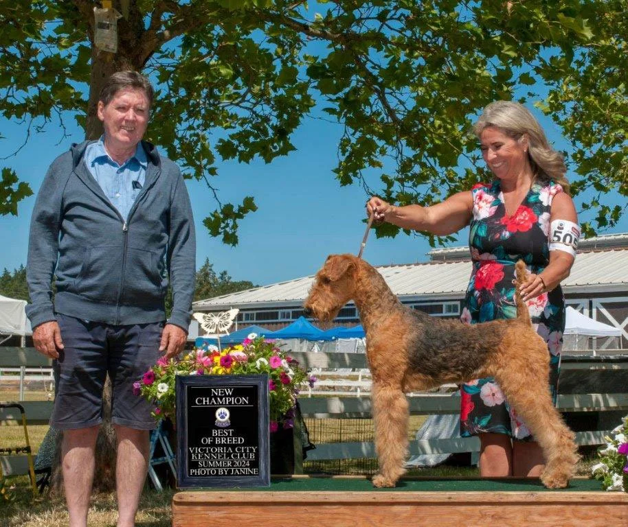 An Airedale Terrier at a dog show, with a sign indicating the dog is the new champion for Best of Breed at the Victoria City Kennel Club Summer 2024.