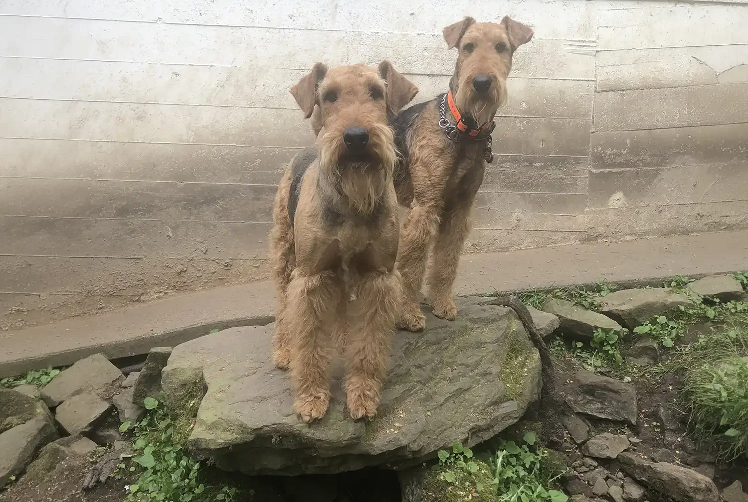 Two Airedale Terriers standing on a large rock with green plants and rocks.