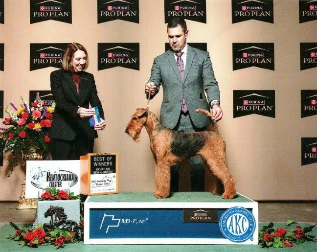 Man and woman at a dog show with a dog on a table, awards, and banners in the background.