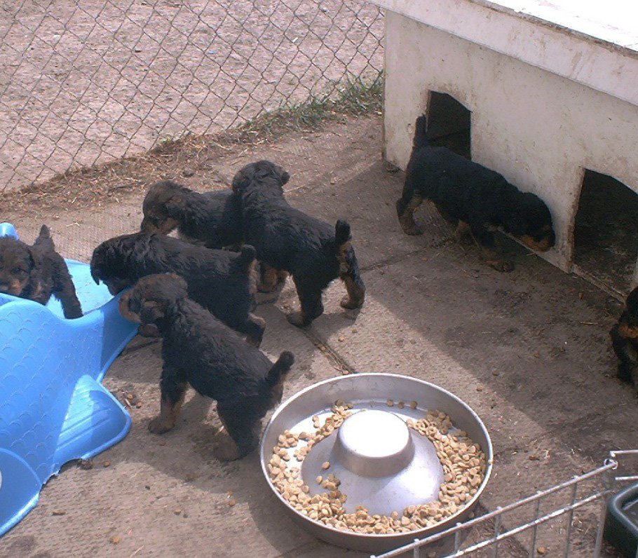 Harry's a great guy to play with but he likes to earn his keep, too. These little guys are from the first litter he sired. At five weeks of age, don't they look terrific!