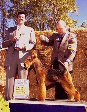 BIS Canada and USA Ch. Indus Just Mad About Harry wins Best of Winners in New York in September, 2001.