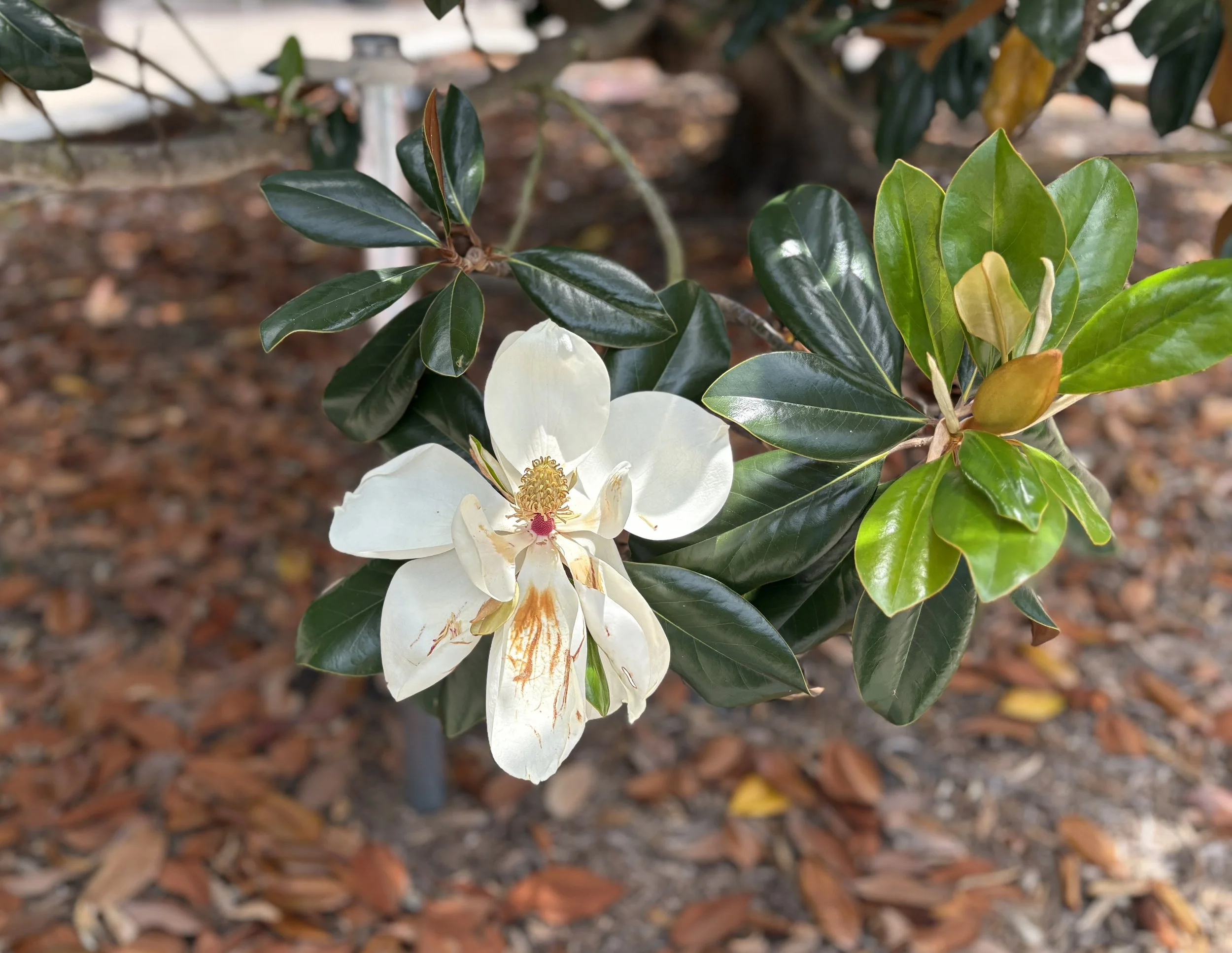 Image centered around a Magnolia flower and its surrounding leaves.