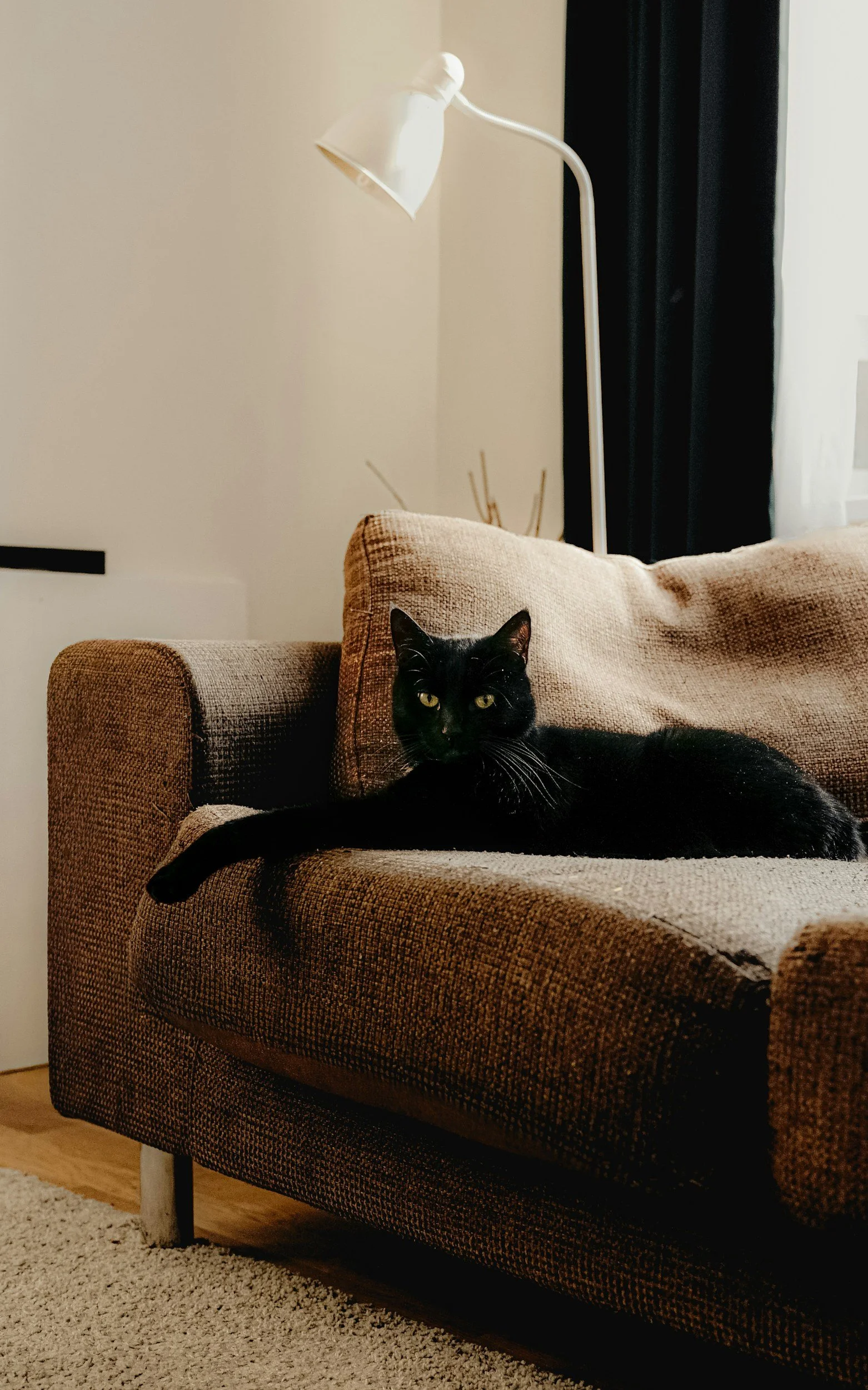A black cat lying on a brown textured couch, with a beige cushion behind it. In the background, a white floor lamp and a black curtain are visible.