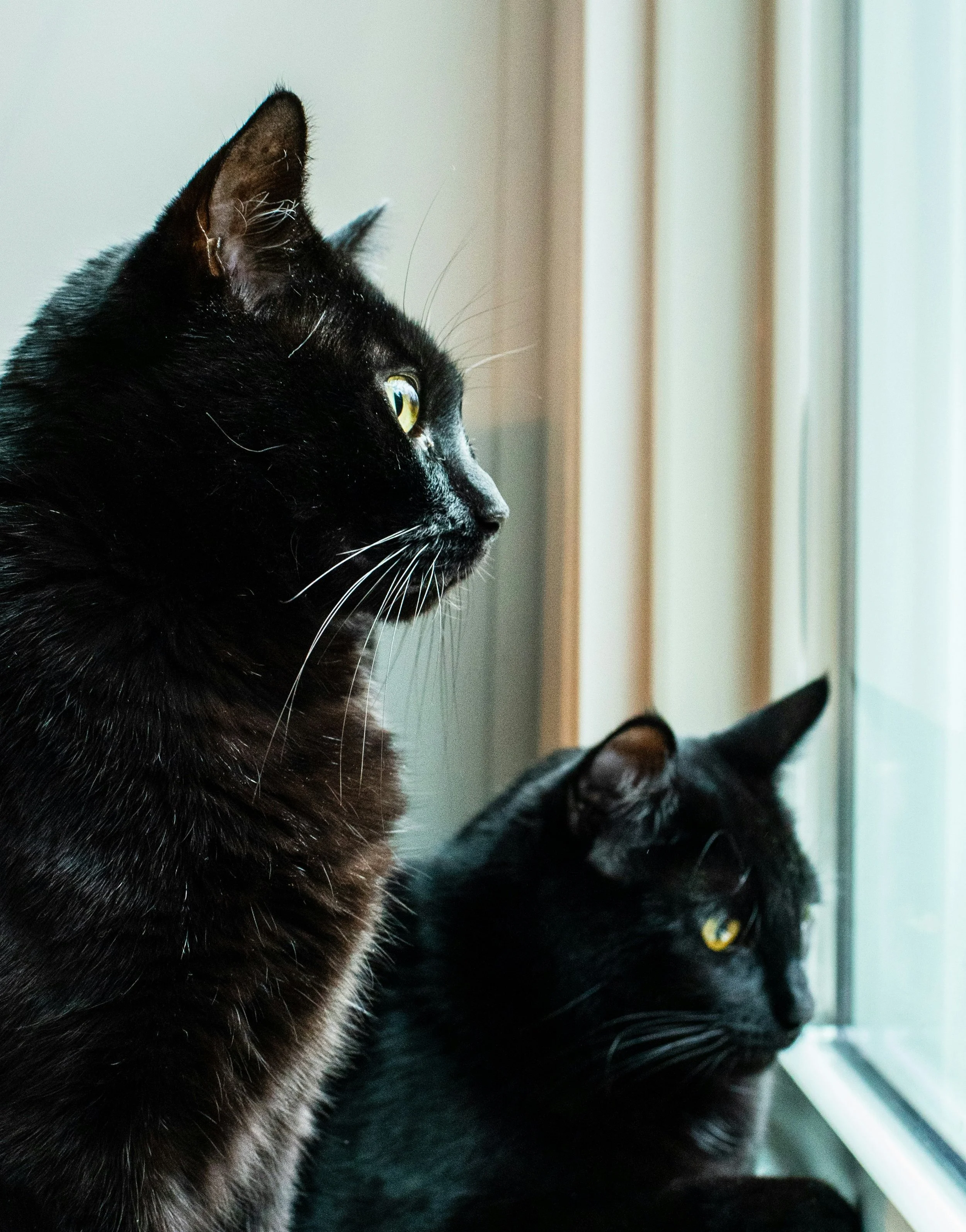 Close-up of two black cats looking out of a window, one in the foreground with yellow eyes and the other slightly behind with similar features.