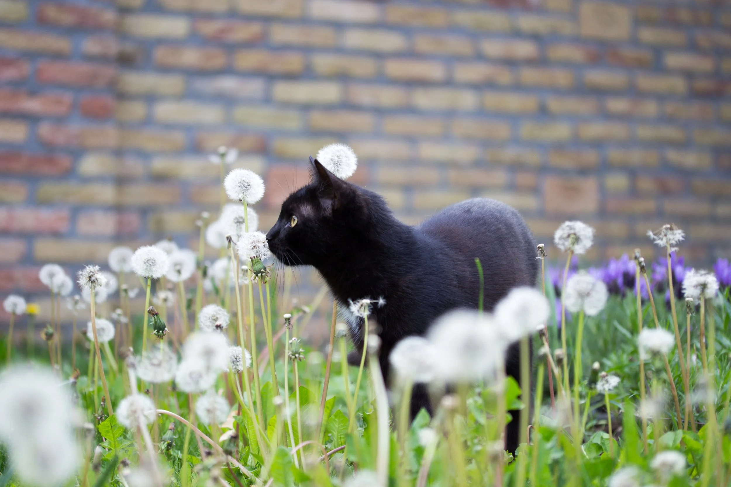 Black cat among dandelions and purple flowers with a brick wall in the background.