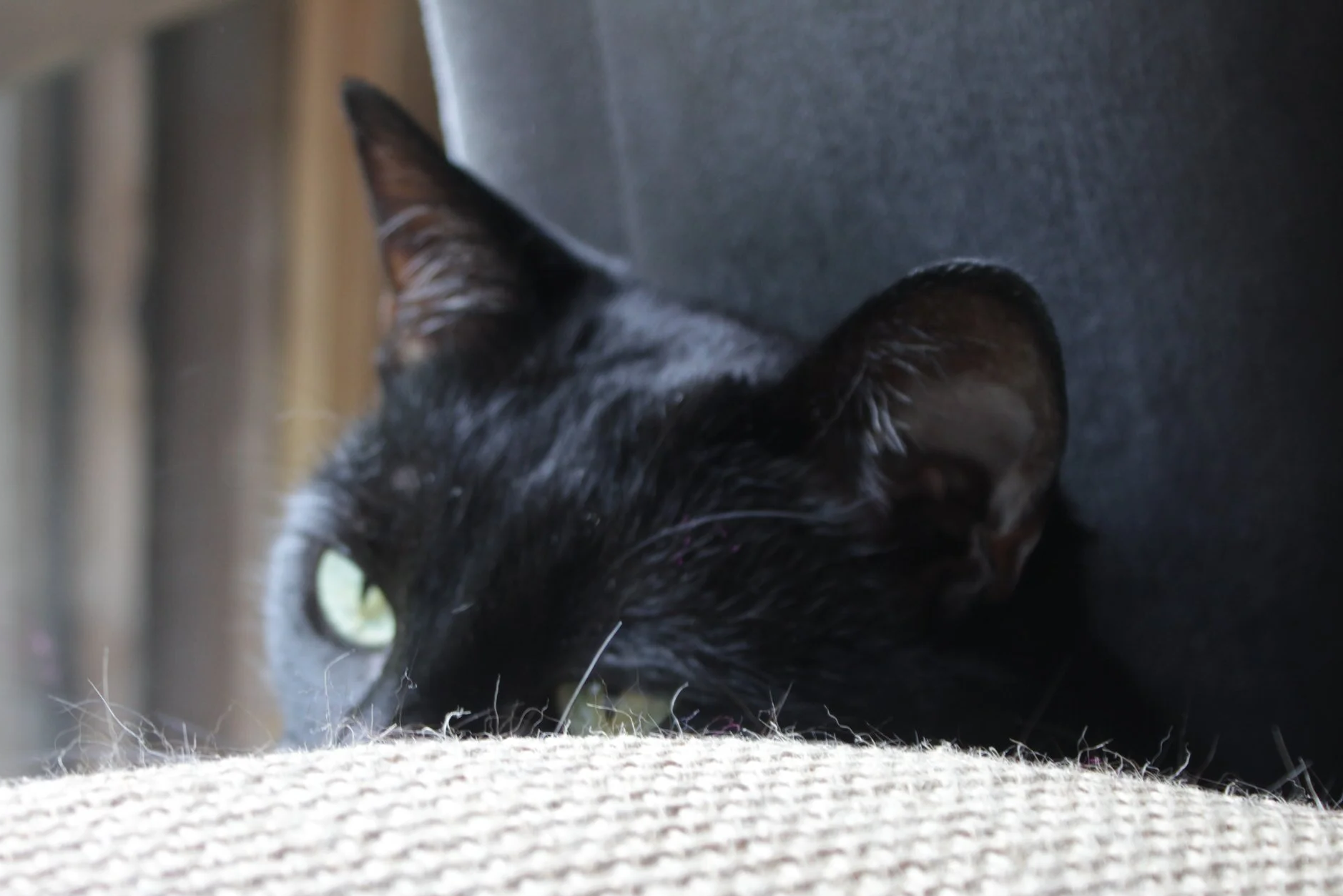 Black cat peeking out from beneath a textured surface, partially hidden in shadow