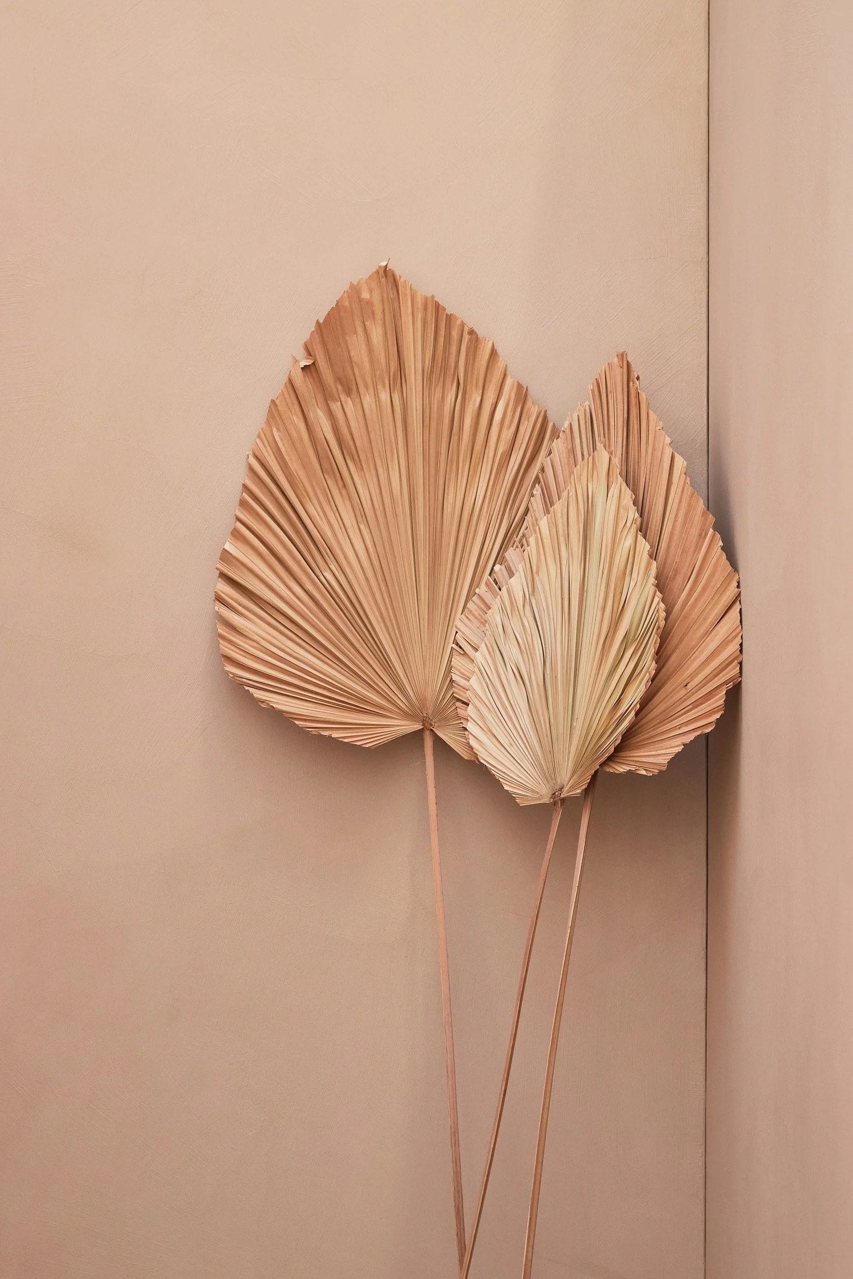 Three dried palm leaves are arranged against a beige wall.