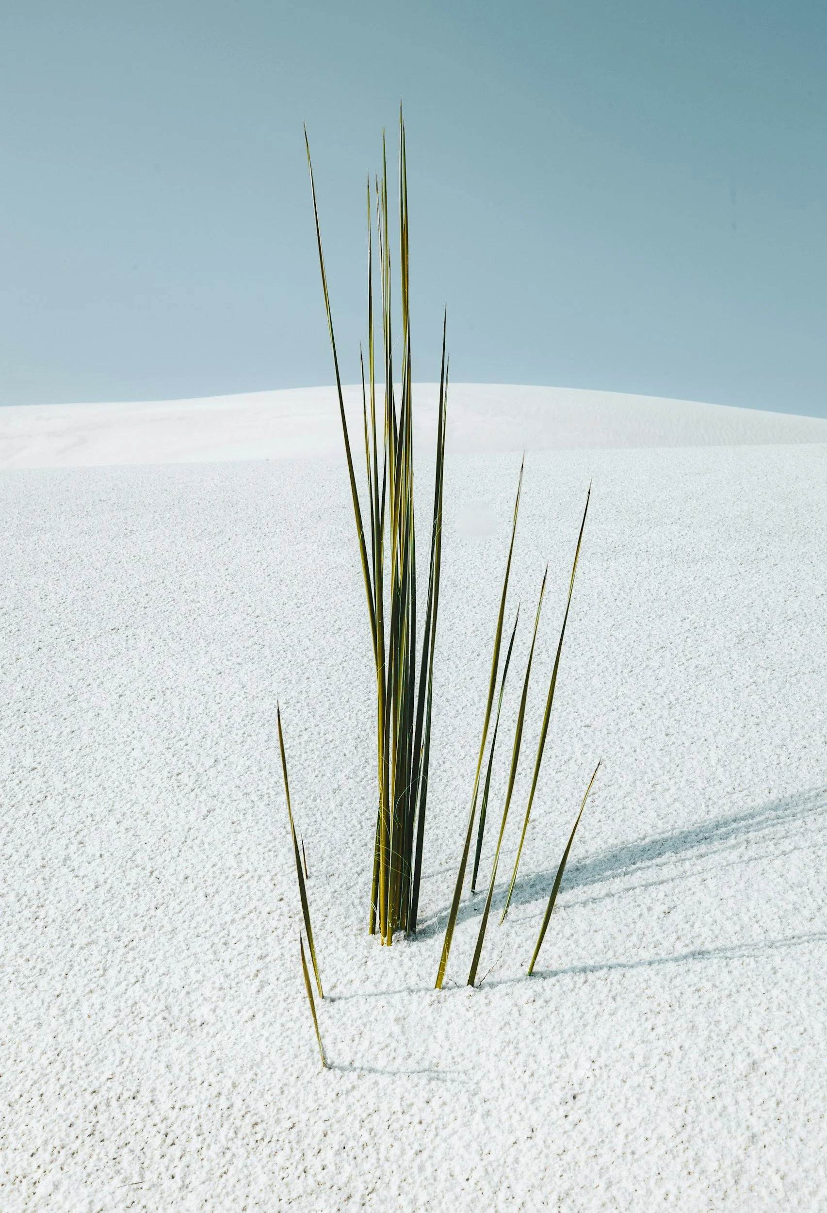 A cluster of green grass blades growing out of white snow on a bright, clear day with a blue sky in the background.