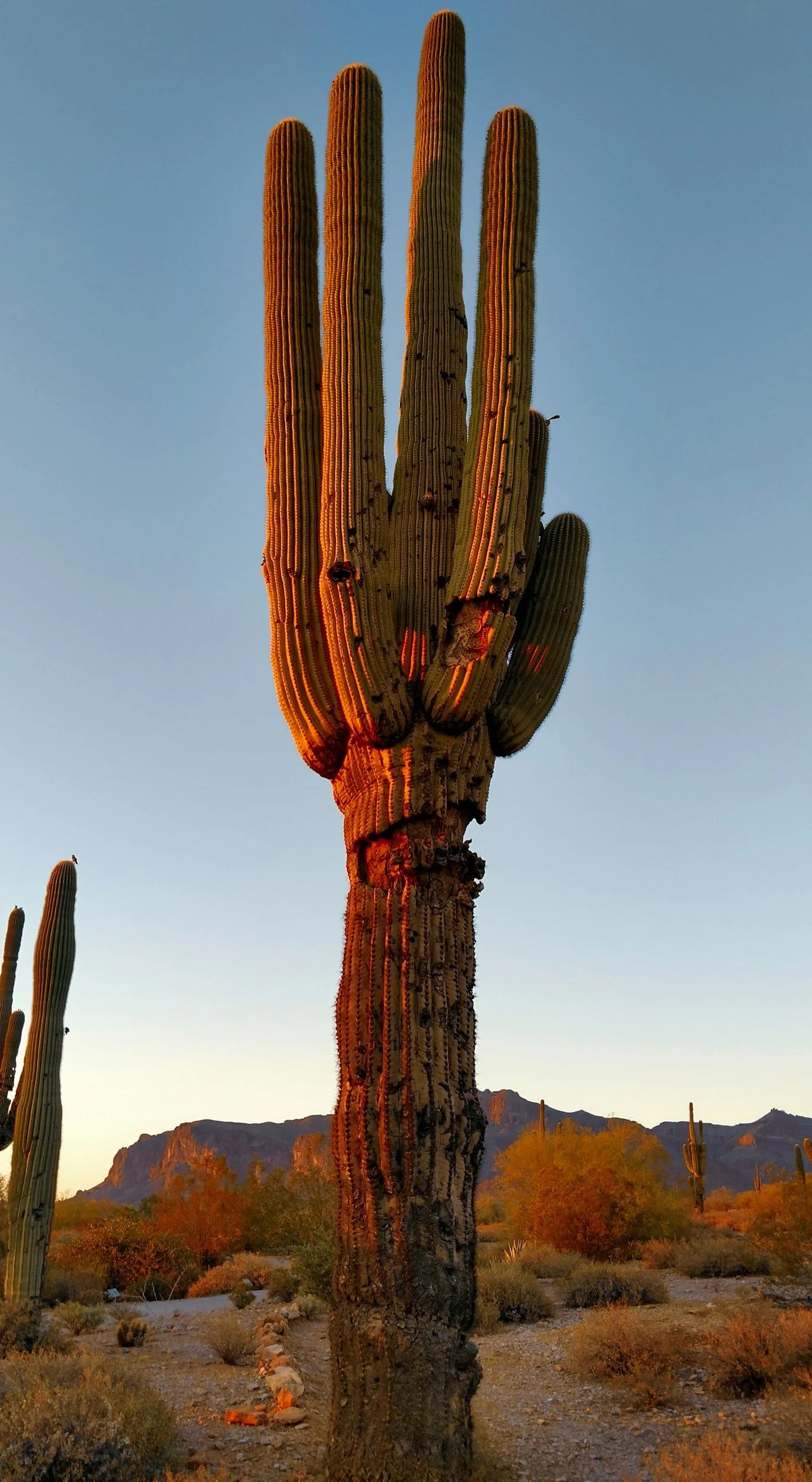 A tall saguaro cactus in a desert landscape during sunset, with mountains in the background and a clear sky.