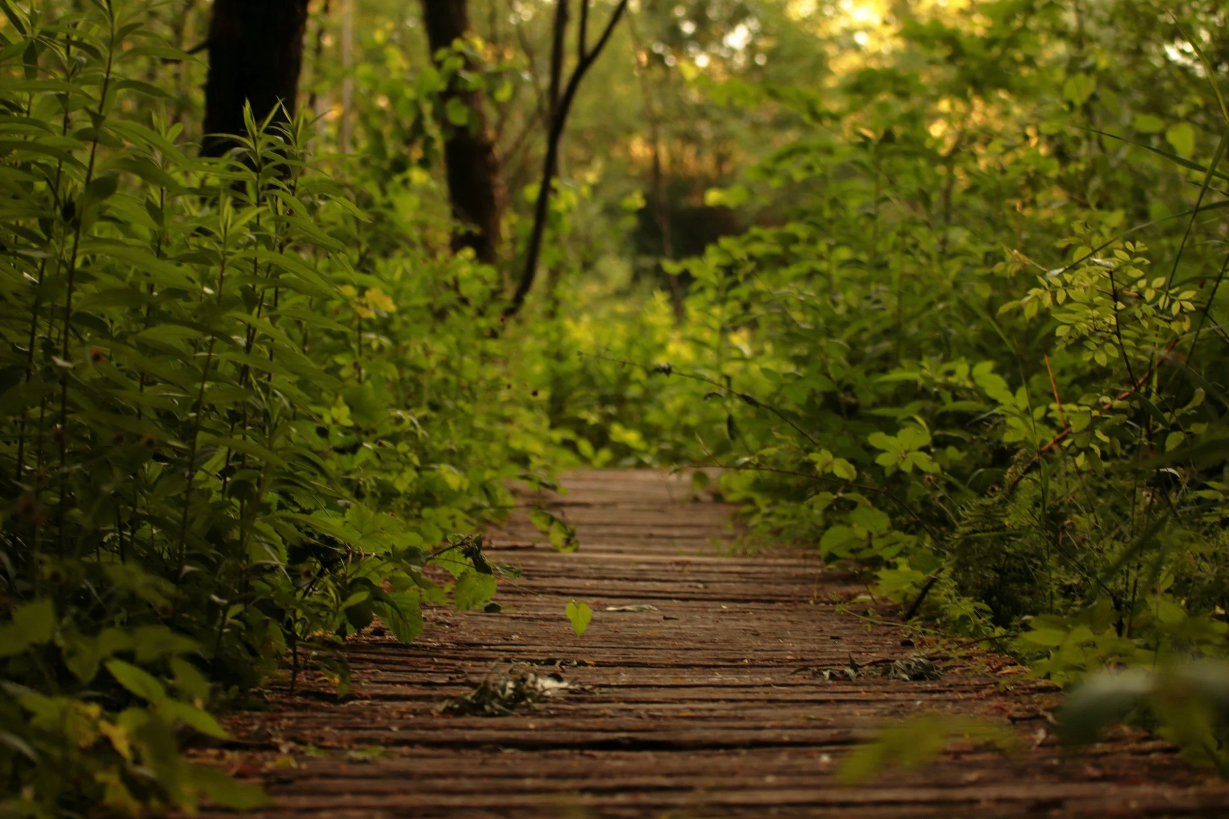 wood forest path