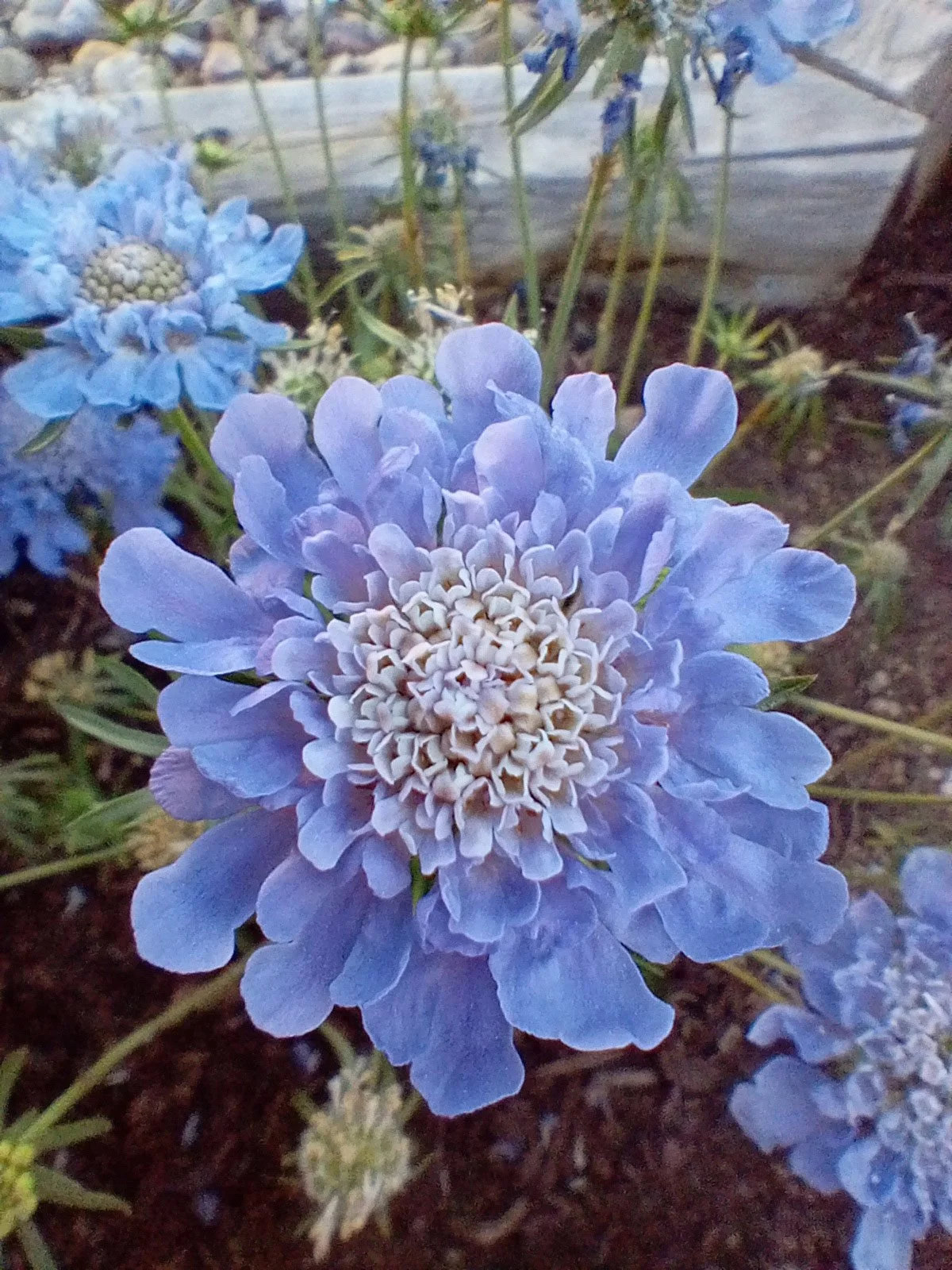 Detailed petals of a stunning blue button flowers blooming in august.