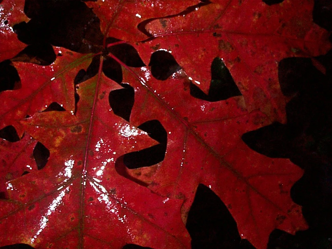 Three vibrant red oak leaves floating on calm water for the October 2026 monthly rundown newsletter.