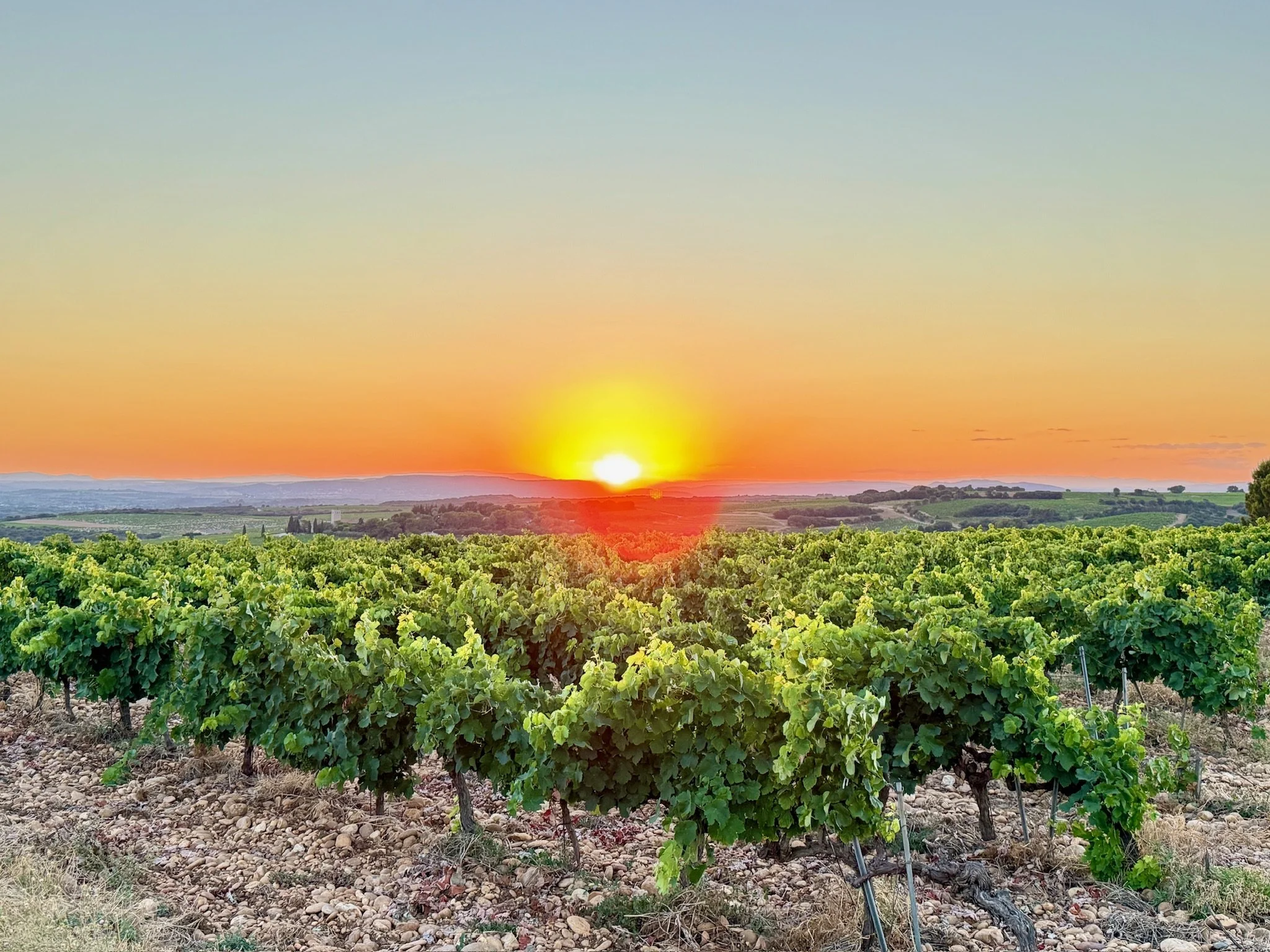 Vineyard rows under a sunset sky with orange and yellow hues, distant rolling hills in the background.
