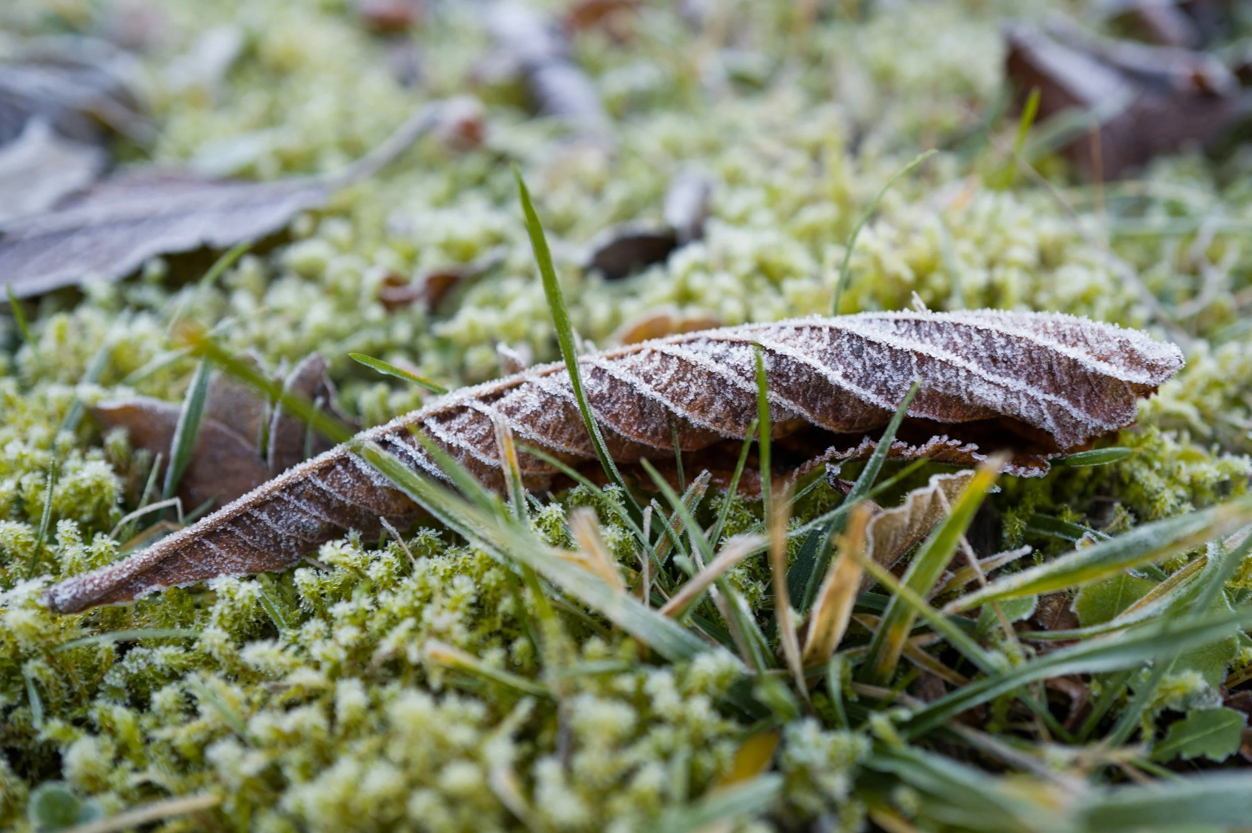 Frost-covered dry fall leaves on green moss and grass.