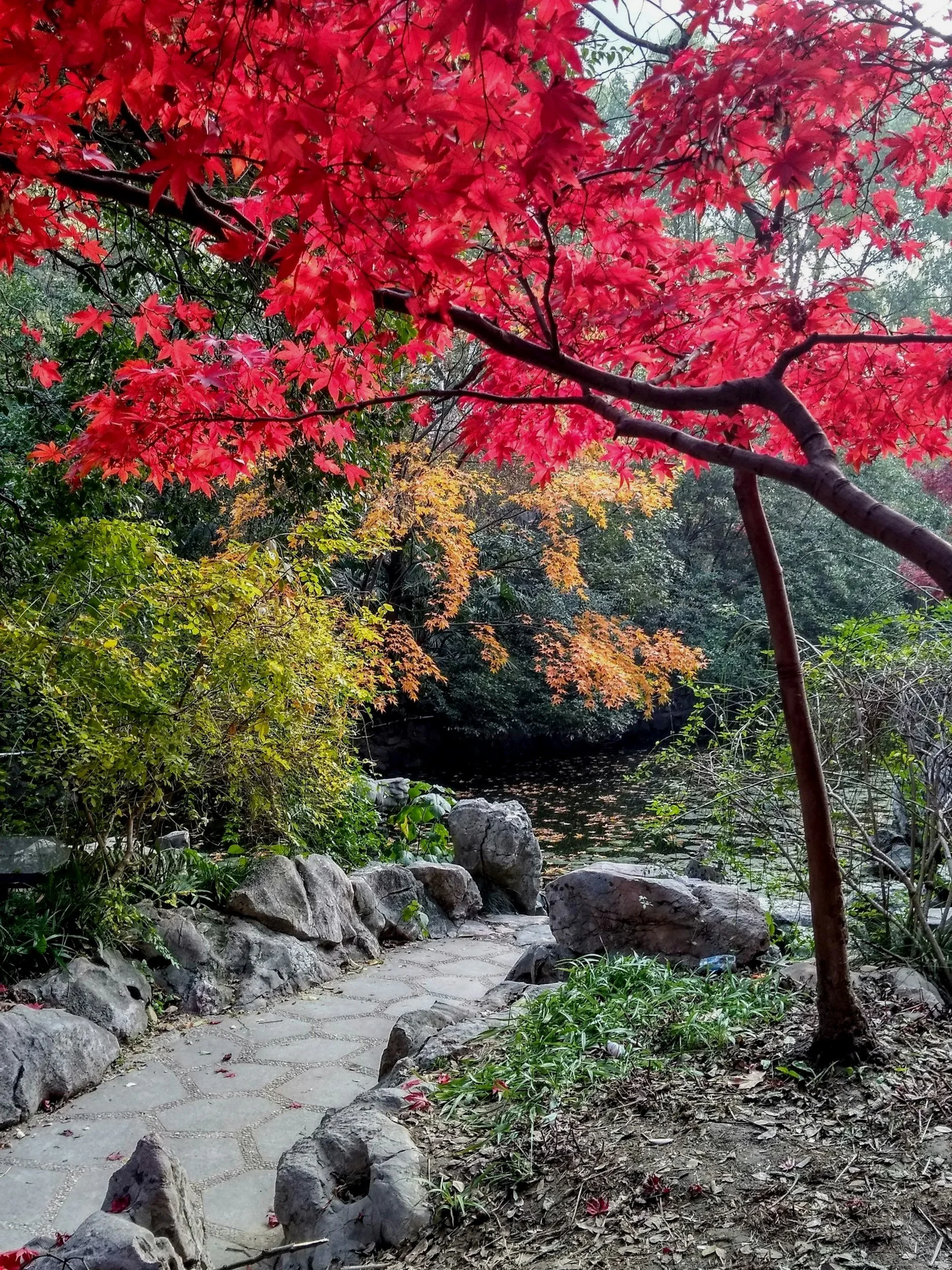 Pathway with rocks beside a pond, trees with red, yellow, and green leaves, autumn scenery