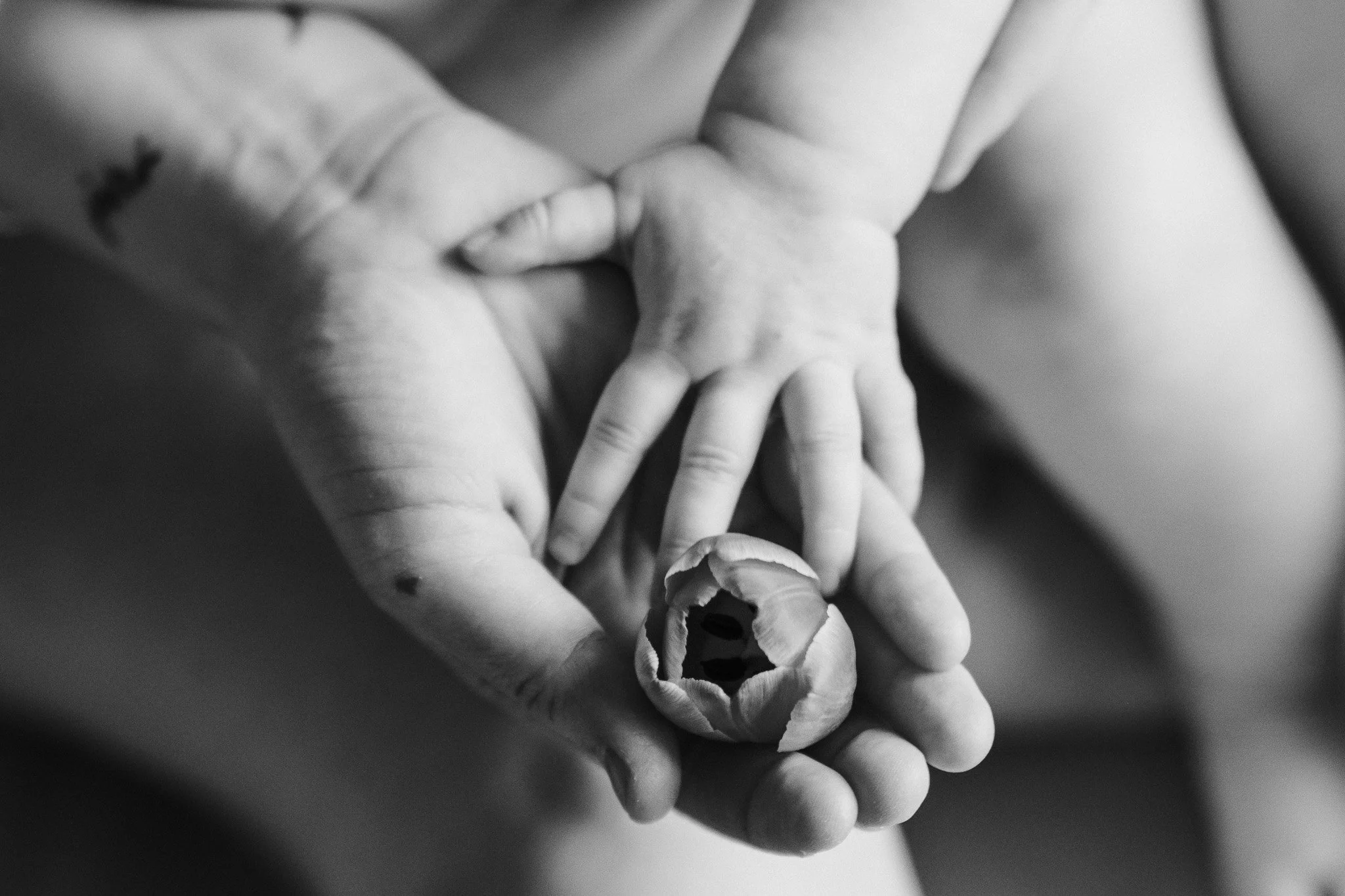 Zwei Hände halten eine Tulpenblüte, schwarz-weiß Fotografie.