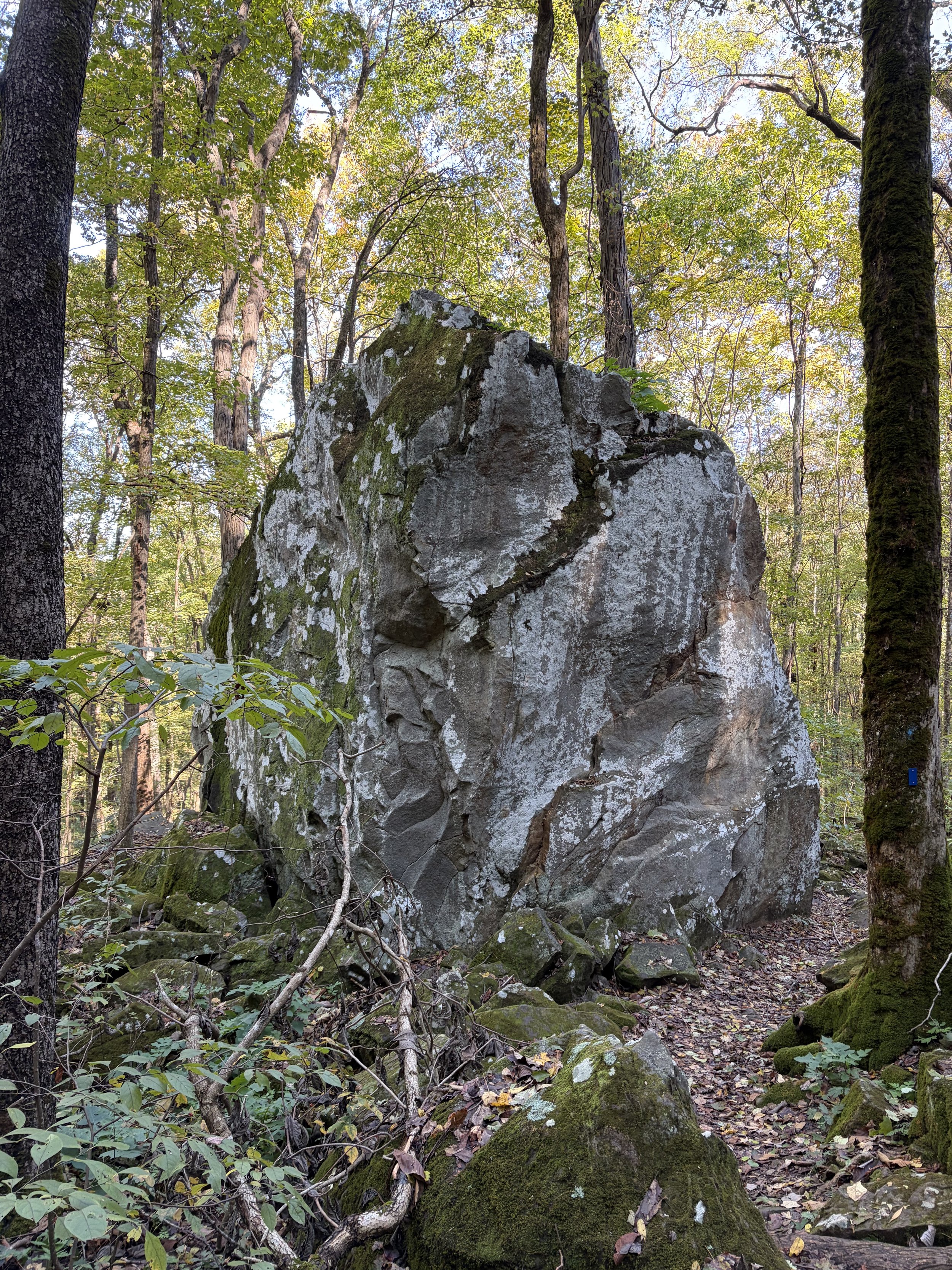 Large boulder in Sewanee's Shakerag Hollow with trees and fallen leaves on the ground