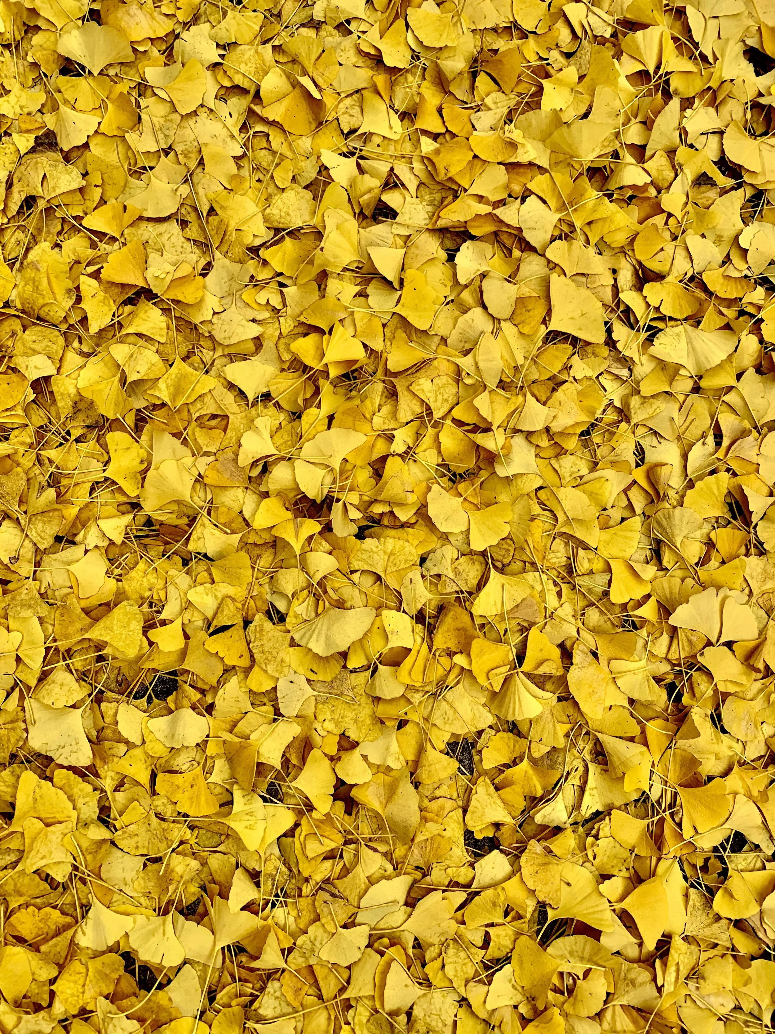 Fallen yellow ginkgo leaves.