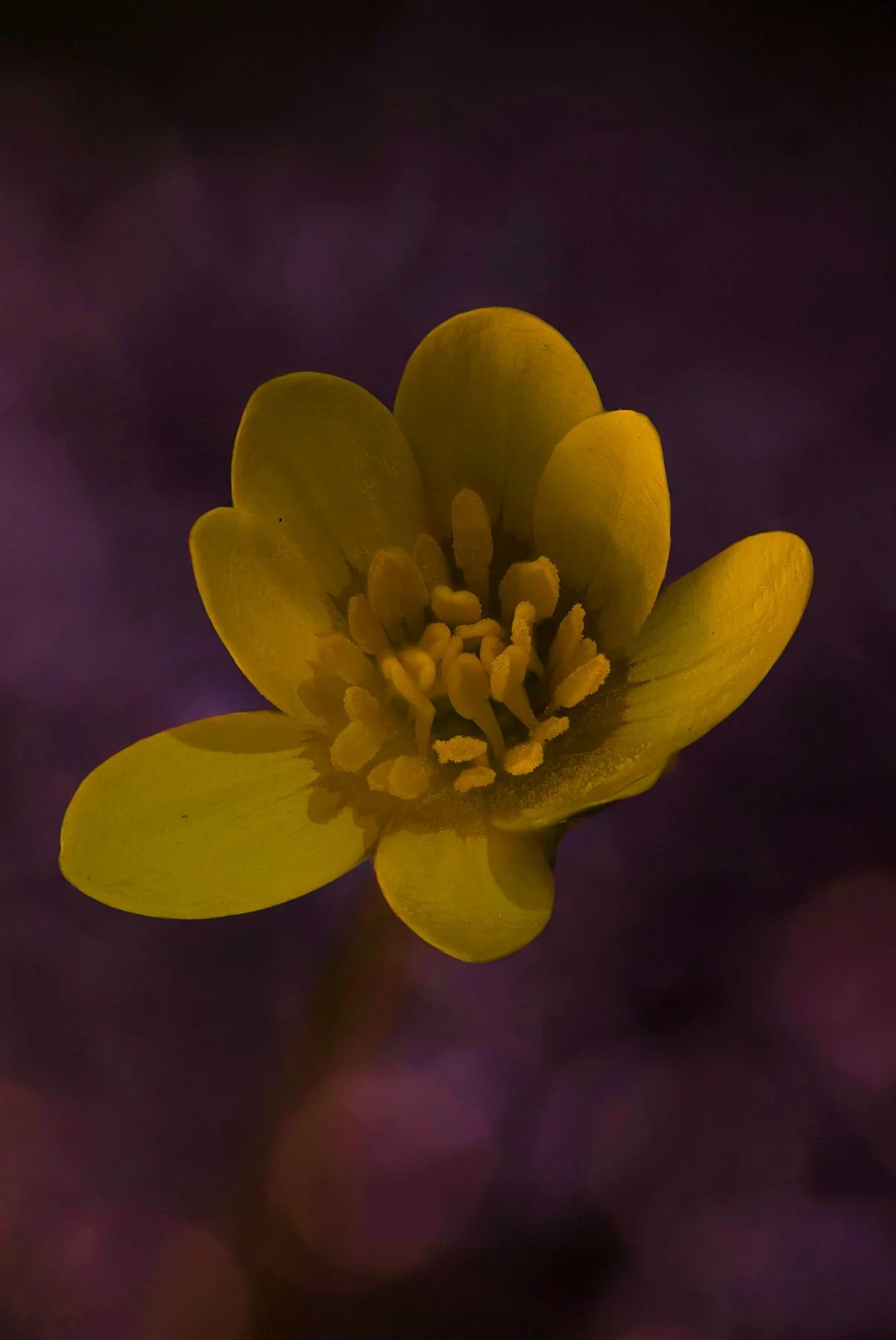 Close-up of a small yellow flower with five petals and visible stamens on a dark blurred background.
