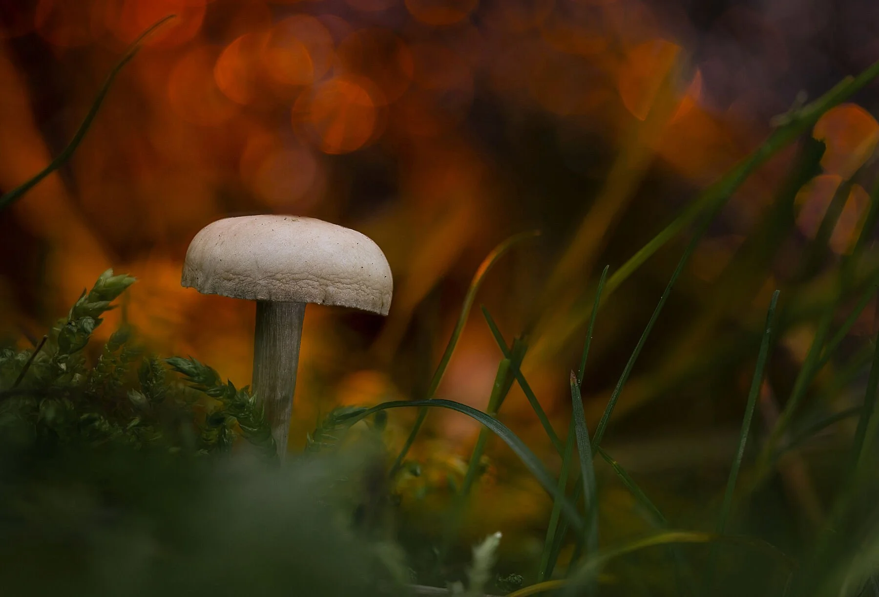 Close-up of a white mushroom growing among grass and foliage with a blurred warm-toned background.