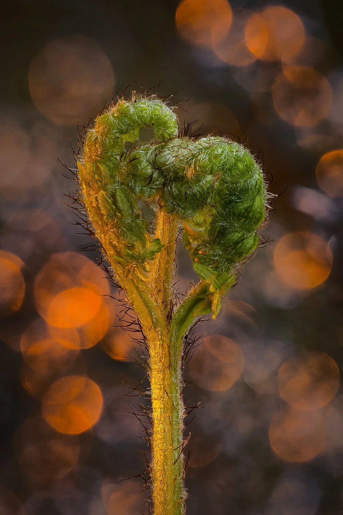 The Verdant Heart