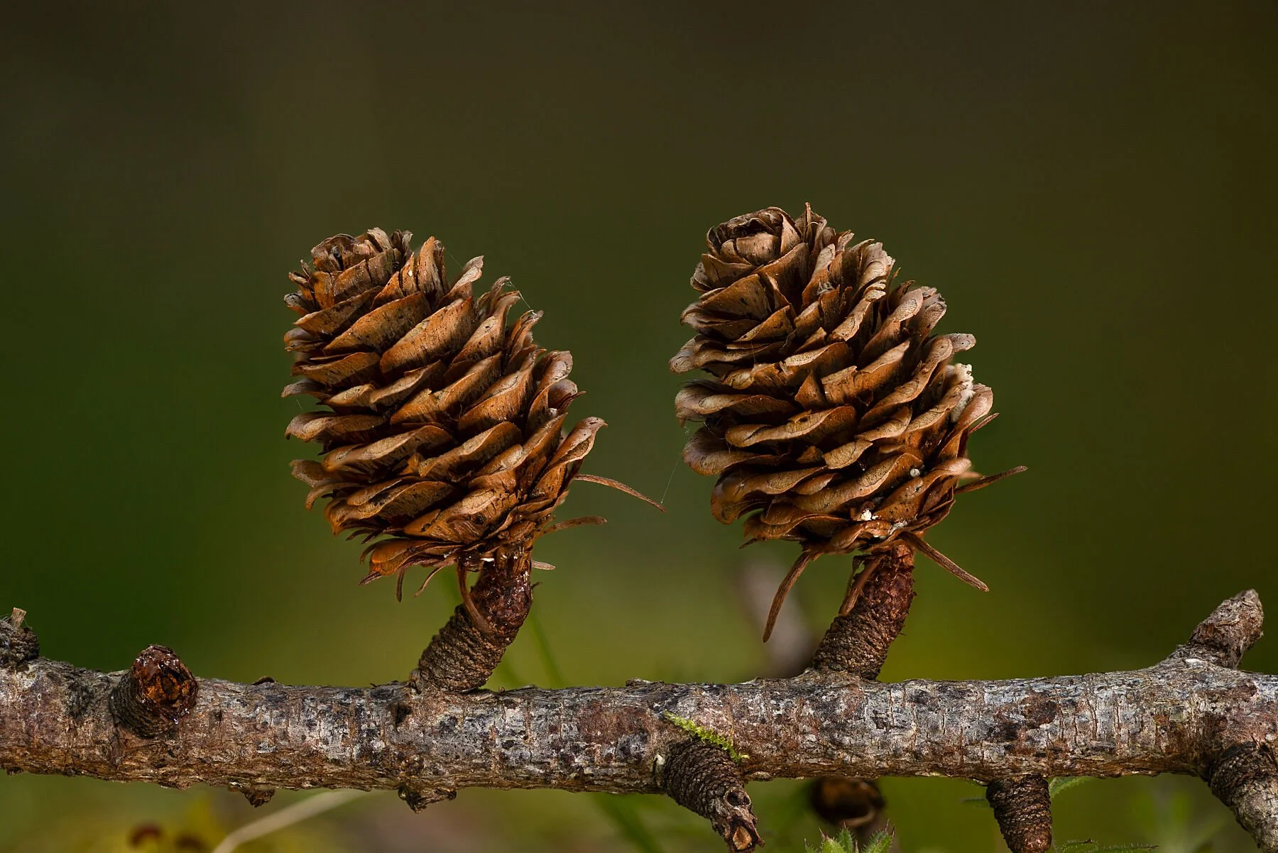 Larch Twins
