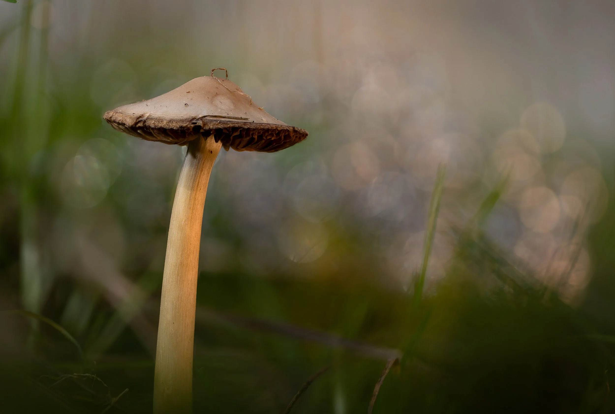 Close-up of a mushroom with a brown cap and stem, growing among grass in a natural setting with soft, blurred background.