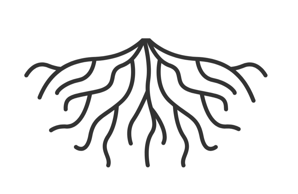 A black and white line drawing of a root system with numerous branches extending downward from a central point.