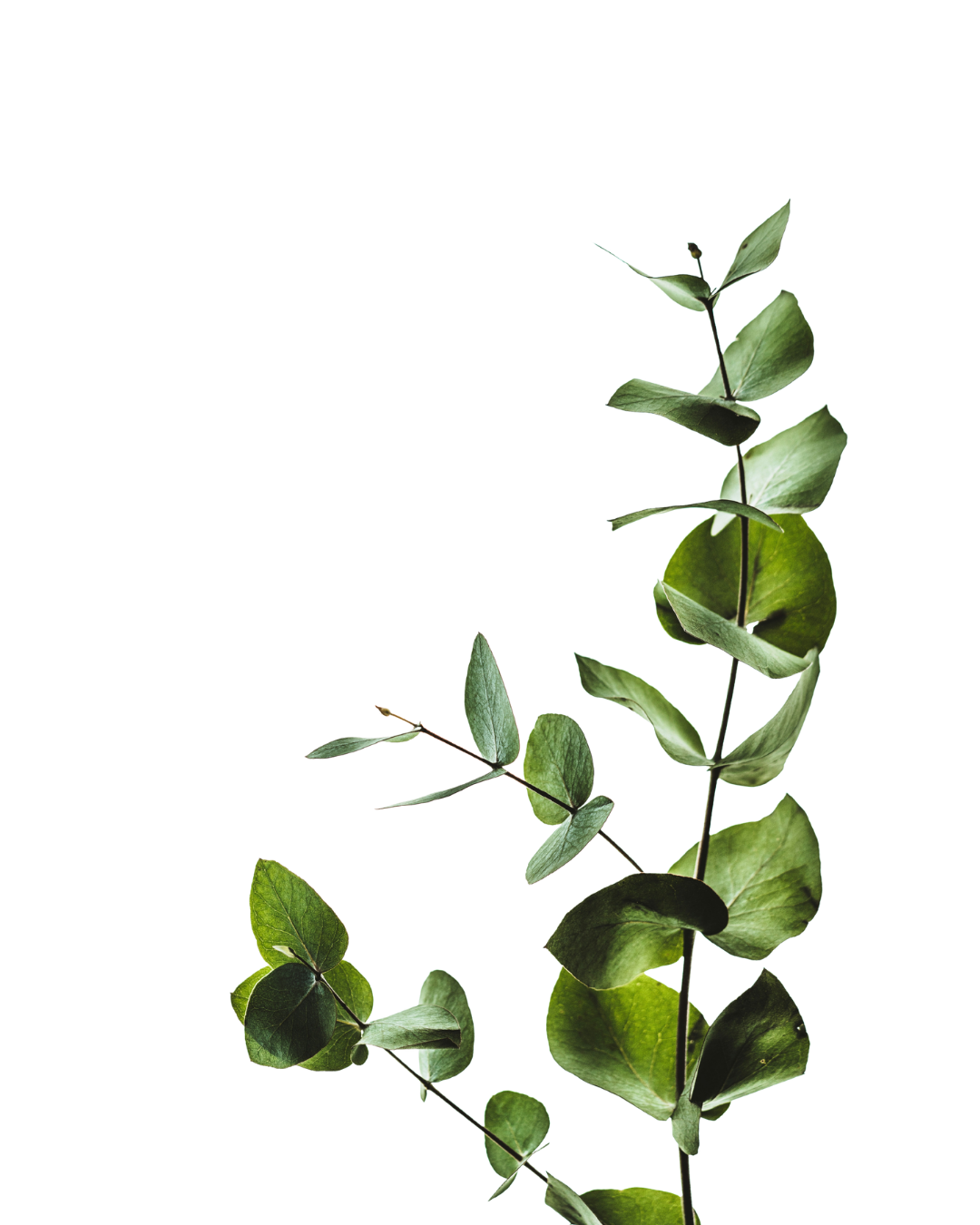 A green leafy plant with oval-shaped leaves on a thin vertical stem.