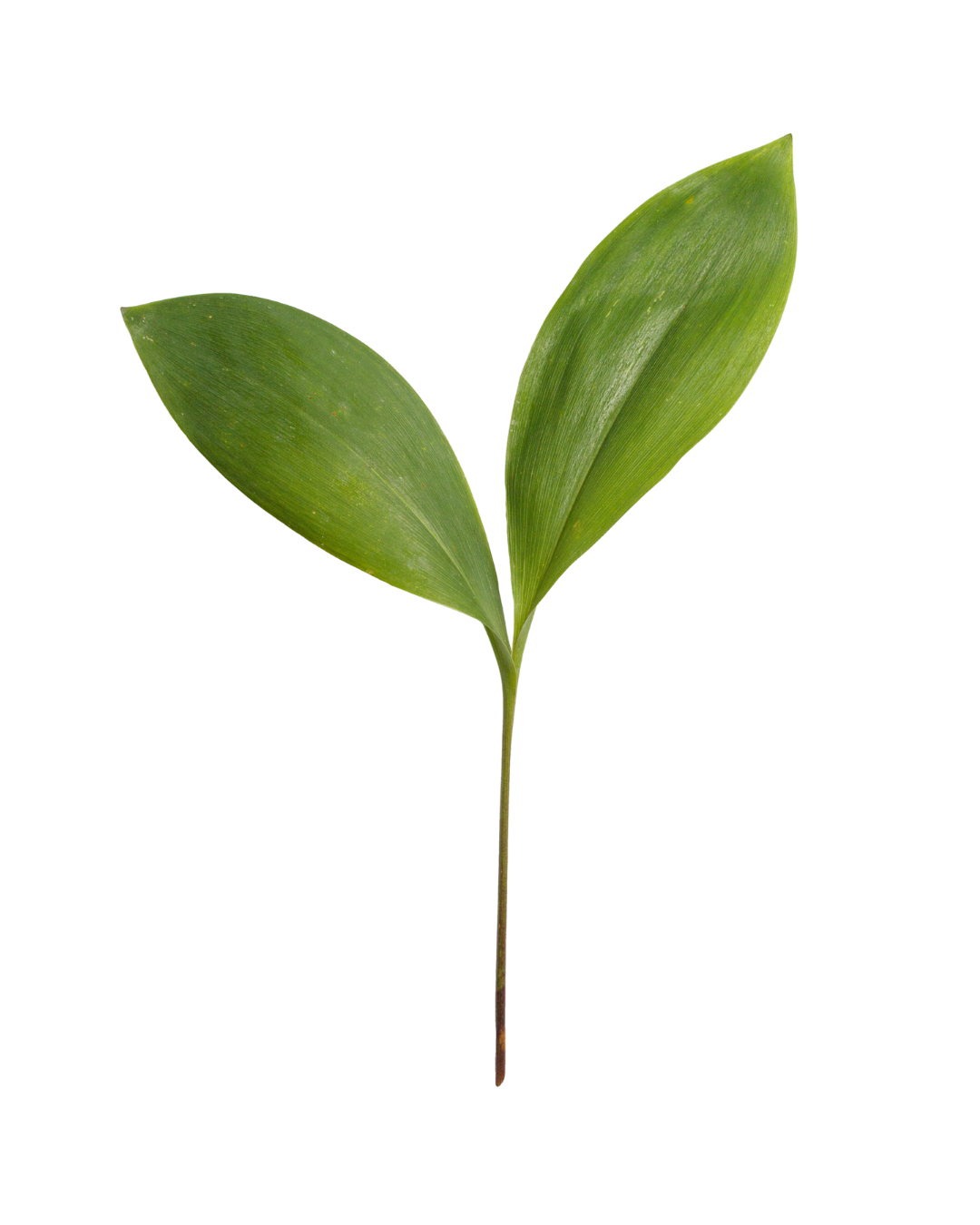 Two green leaves on a small stem isolated on black background