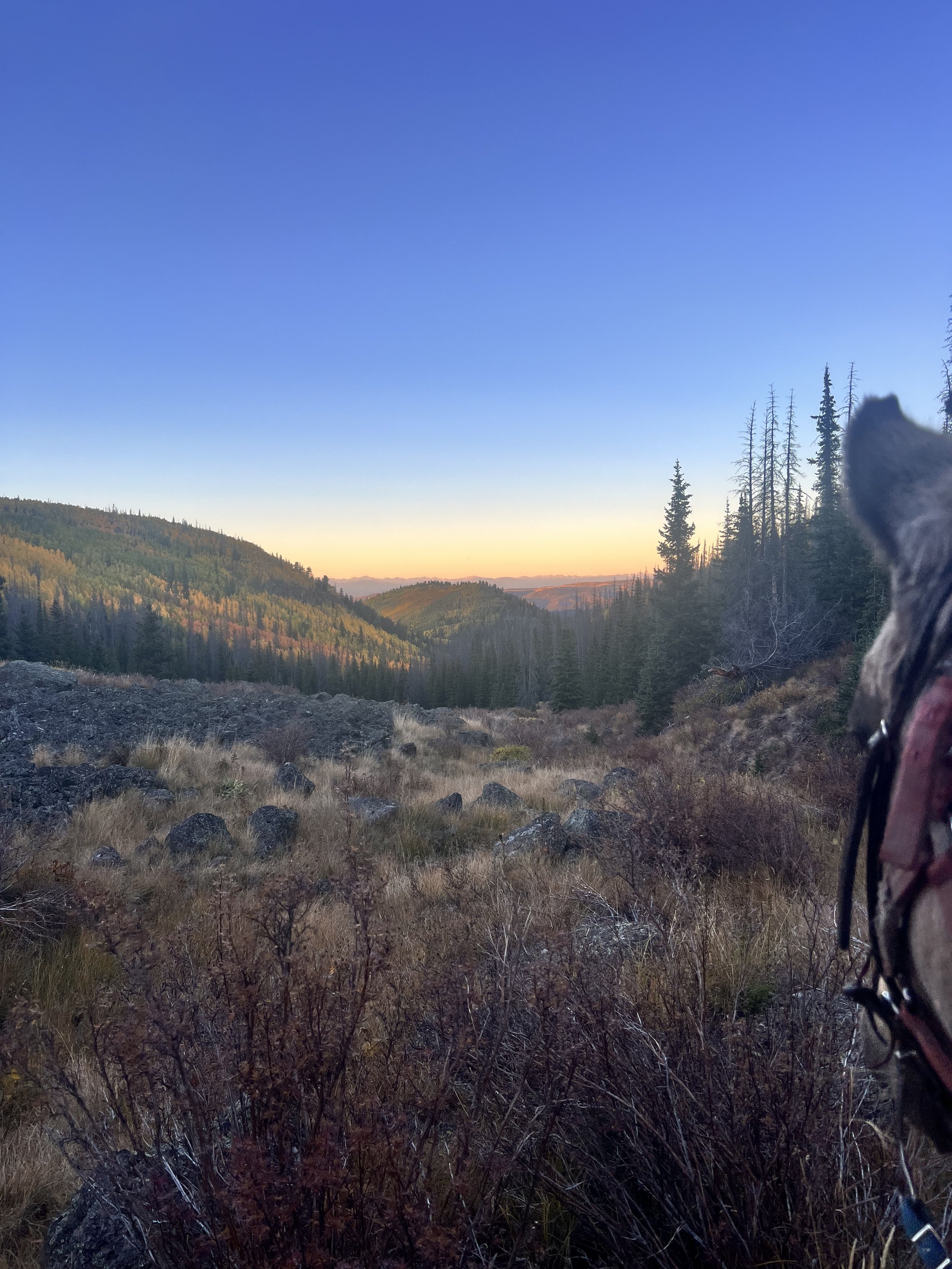 Scenic view of a valley with rolling hills covered in trees under a clear sky at sunset, with a partial view of a dog's head on the right side.