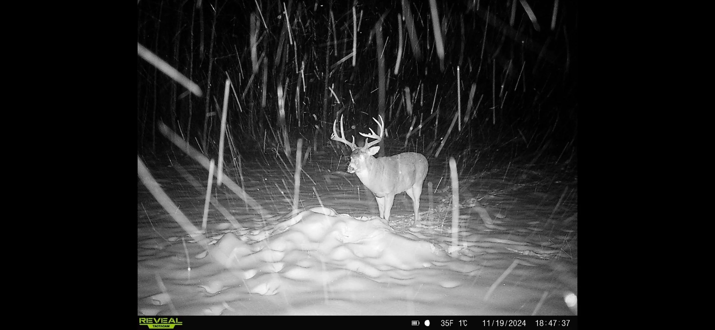 Saskatchewan Trophy Whitetail