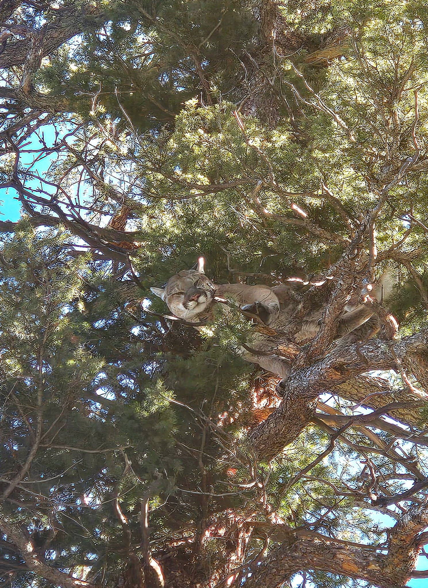A mountain lion in a tree with green branches and blue sky visible through the foliage.