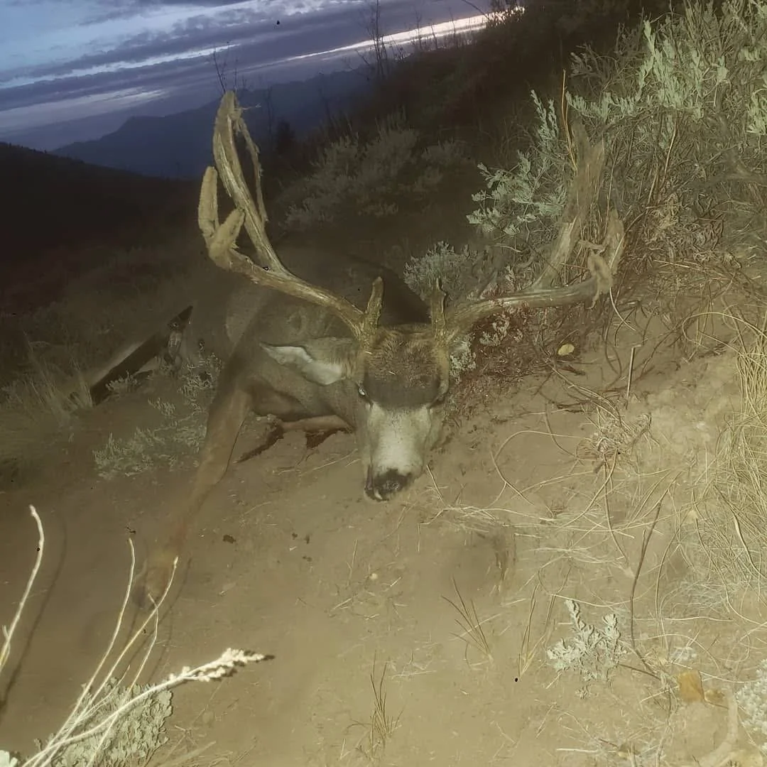 Western Mule Deer Hunts