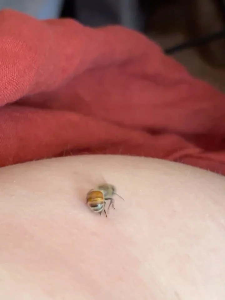 I love letting a bee work her stinger out after she has stung me. It&rsquo;s a beautiful experience. But I don&rsquo;t think it makes a bee dying after she stings you &ldquo;bad&rdquo;. 

Here&rsquo;s a hot take and 6 facts why I think this. 

I hope