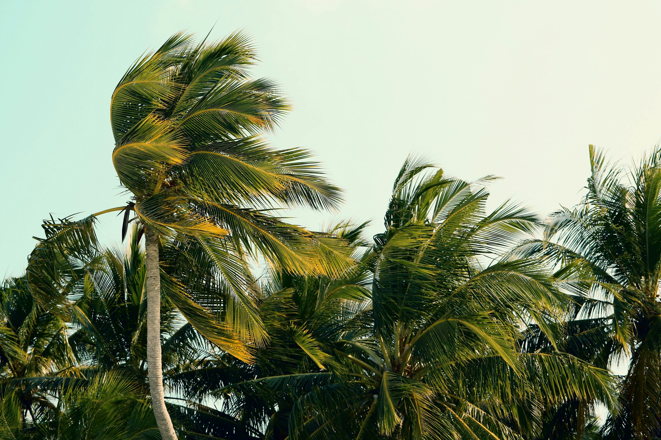 Tall palm trees with green fronds against a clear sky.