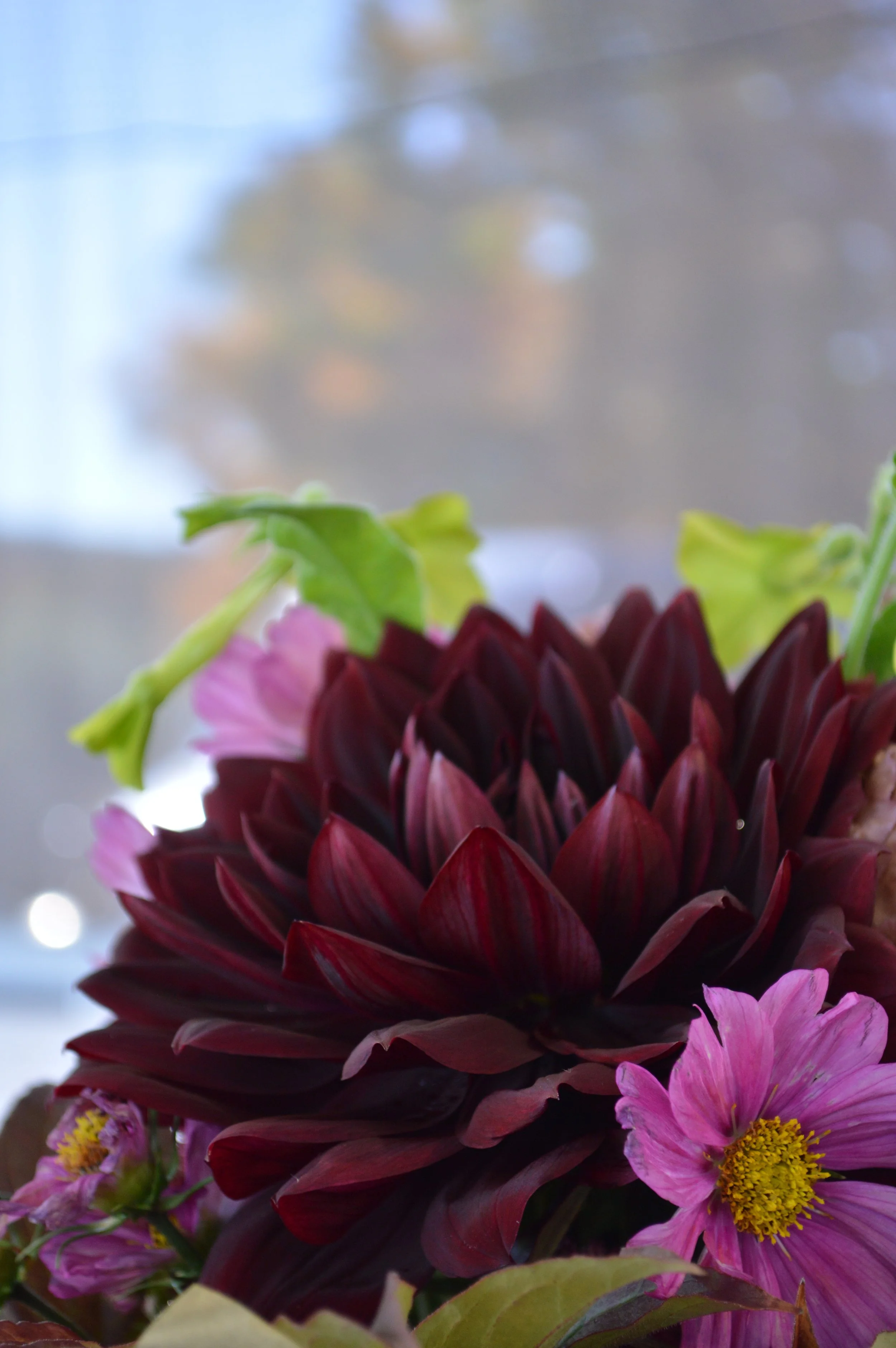 Dahlia noir vertical.JPG