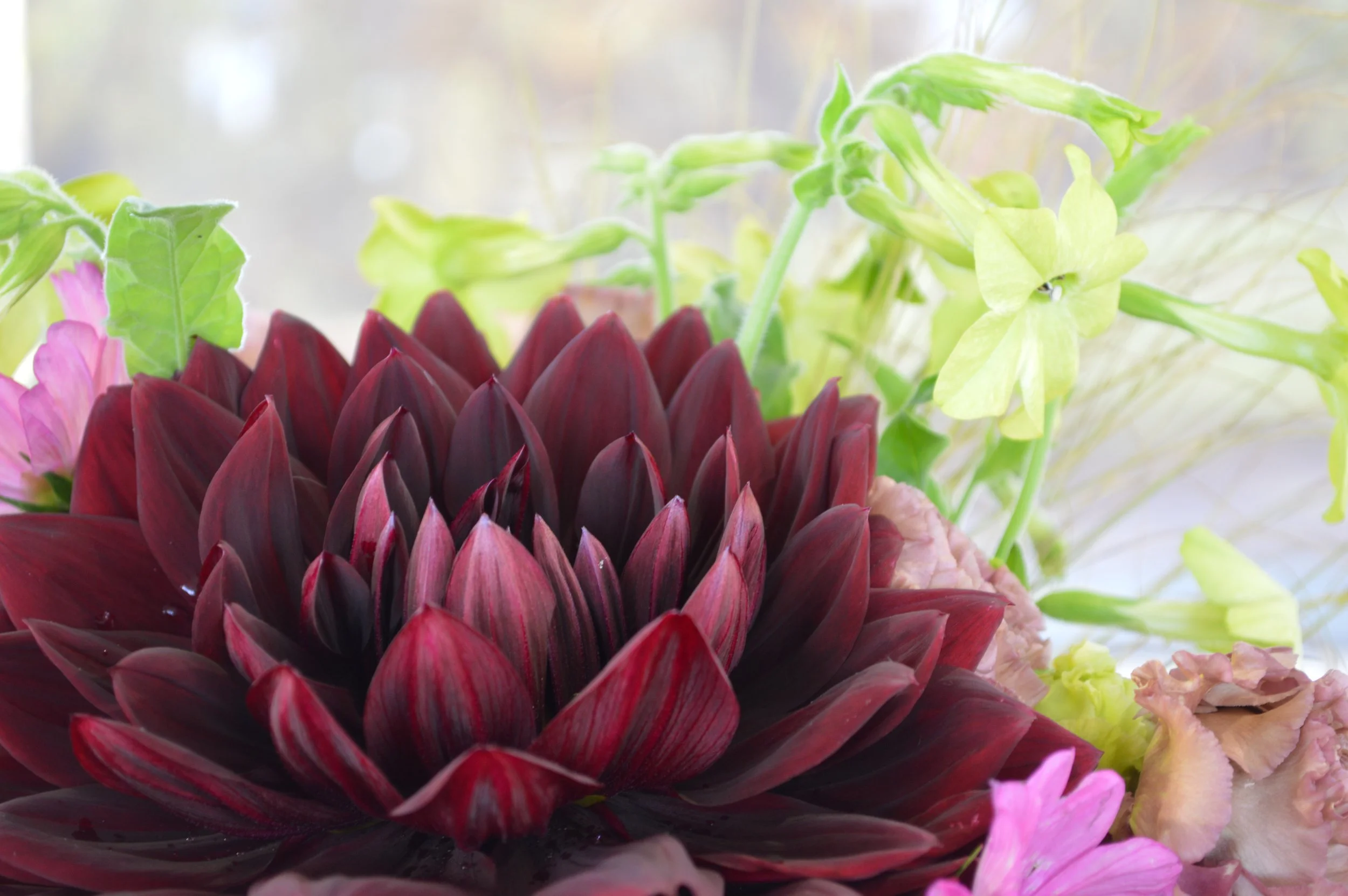 Dahlia noir horizontal.JPG