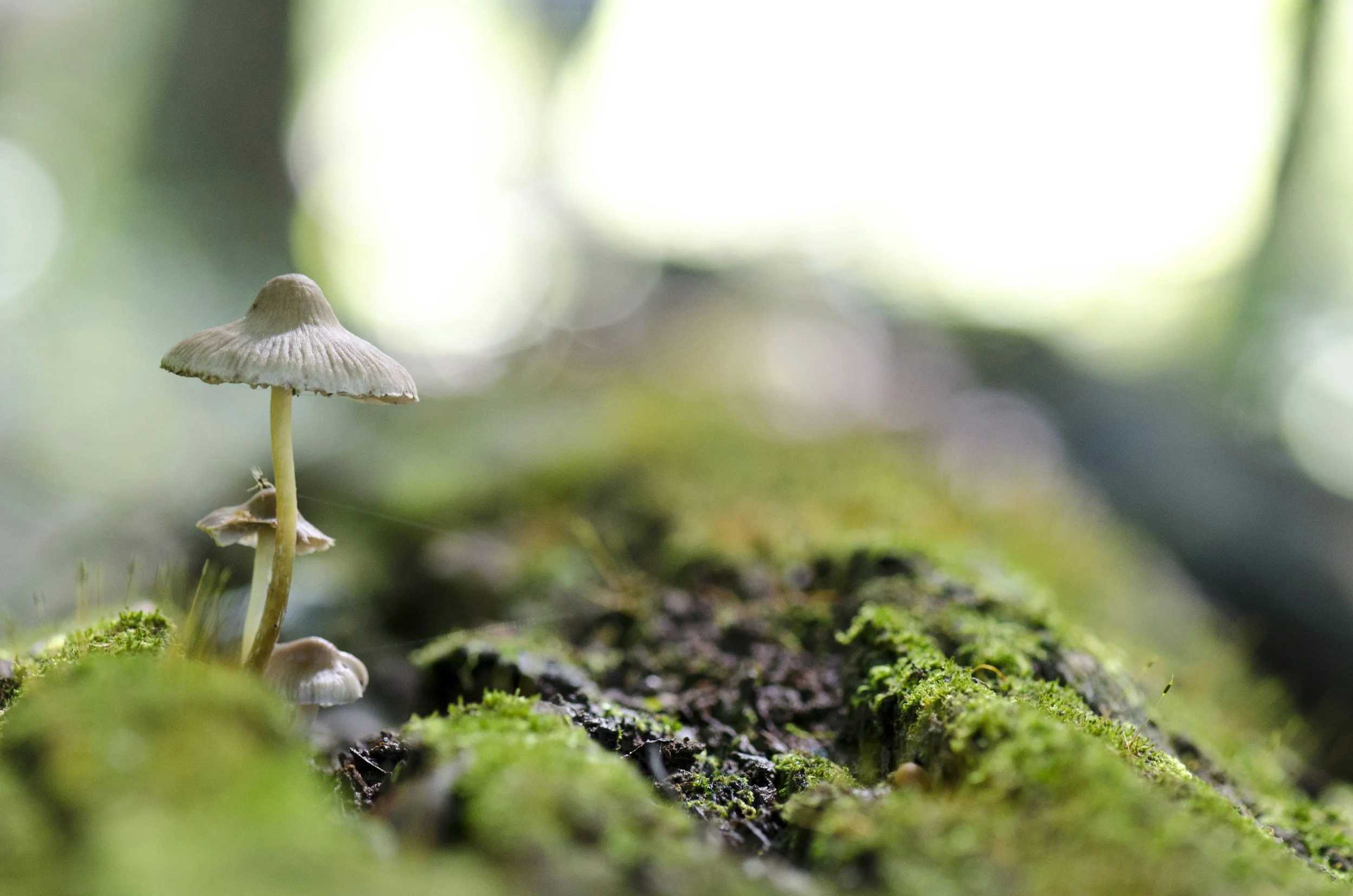 Close-up of a small mushroom growing on moss-covered ground in a forest, with a blurred background of green foliage.