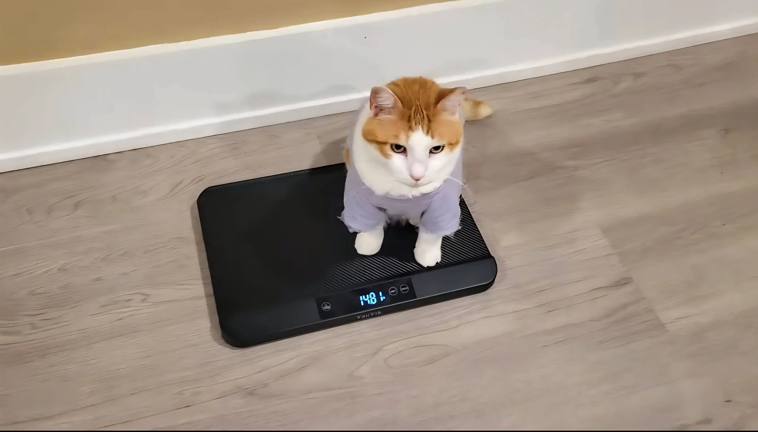 The Feline Calorie Myth: Why Standard Vet Advice Was Failing My Cats