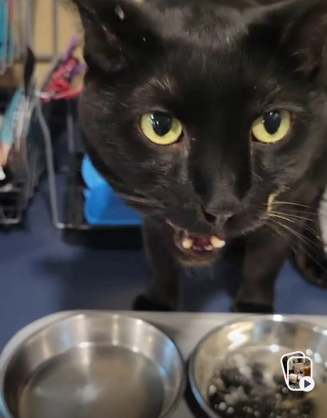 Feline Insights: A Holistic Approach to Reversing Cat Gum Disease and Mouth Pain