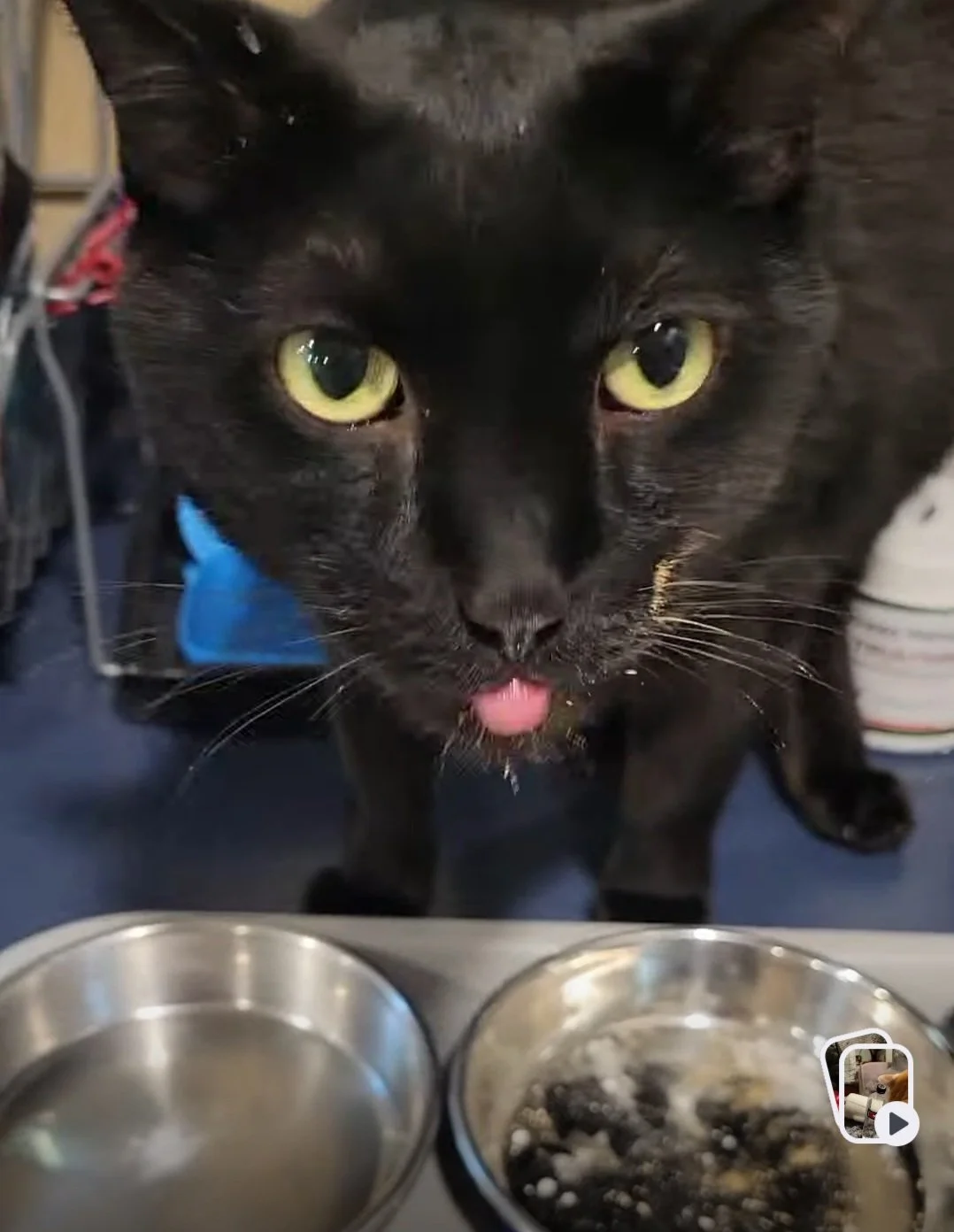 A collection of holistic feline dental remedies including Hyland's Cell Salts, L-Lysine powder, and 1-TDC, used to naturally soothe cat gum inflammation and oral pain.